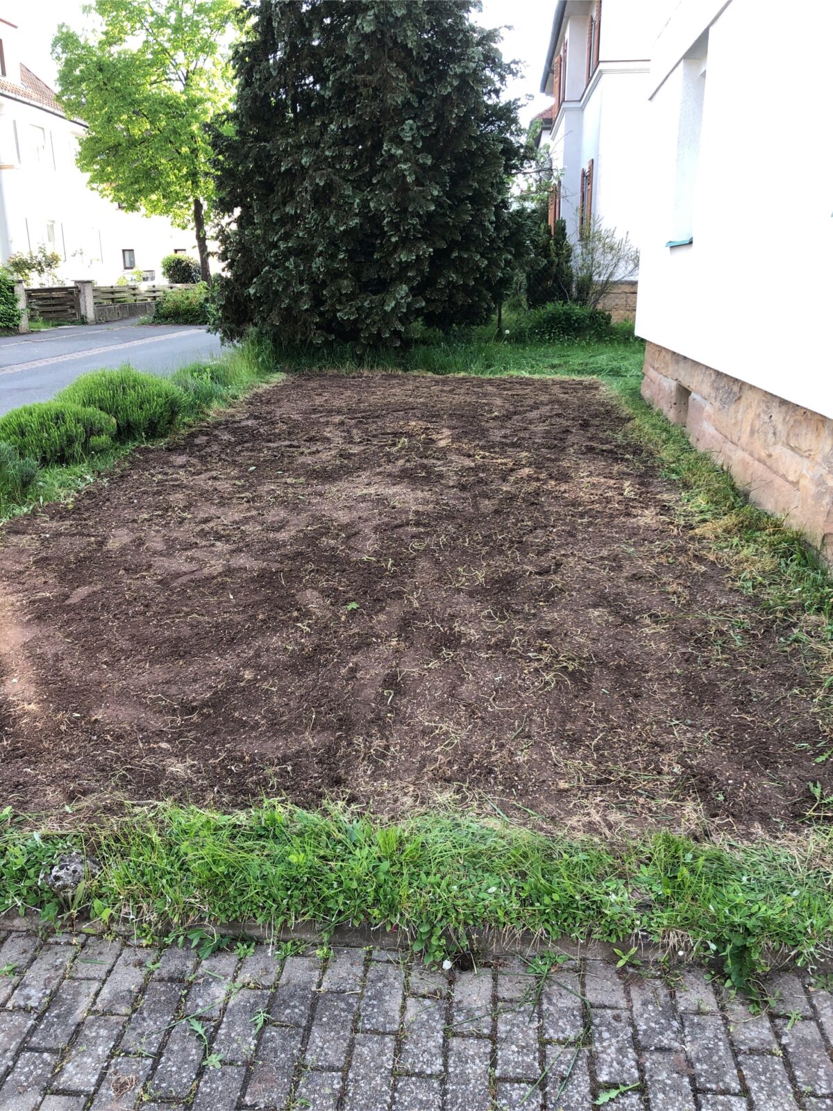 Ein trister Rasen im Vorgarten wird zur Bienenwiese
