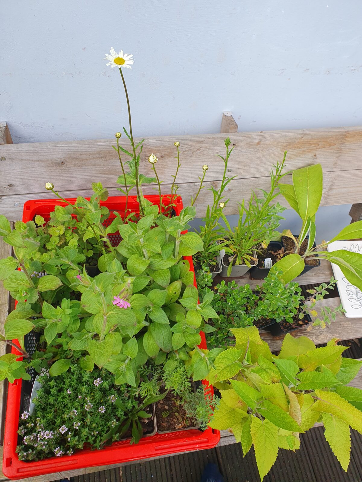 Ein Staudenbeet für Wildbienen