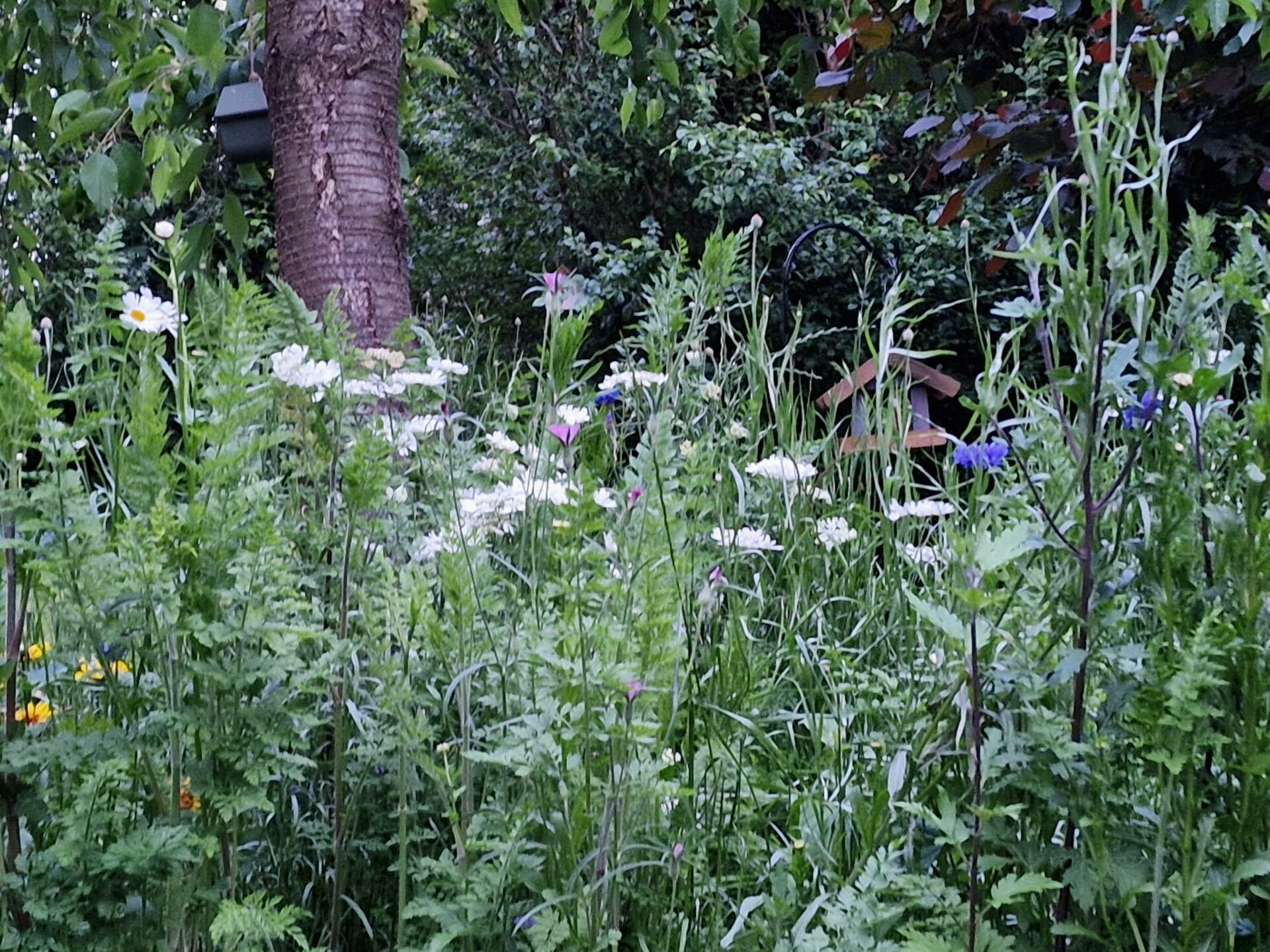 Tierfreundlicher Garten – Langzeitprojekt