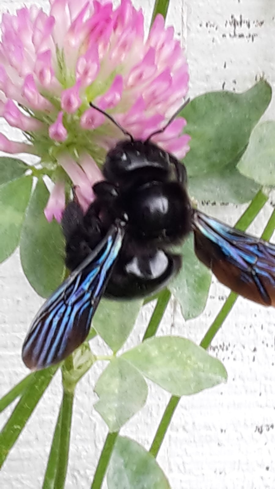 Perfekte Natur,  Theke für Insekten, Vögel und die Liebe des Gärtners….