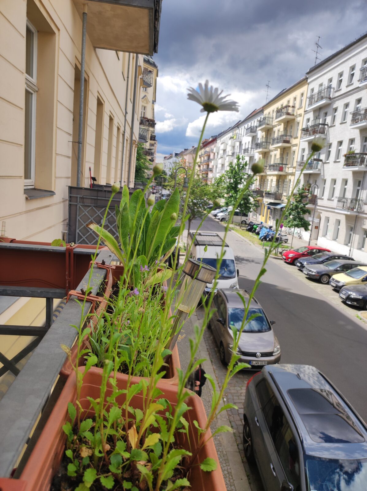 Bienen feiern in Friedrichshain