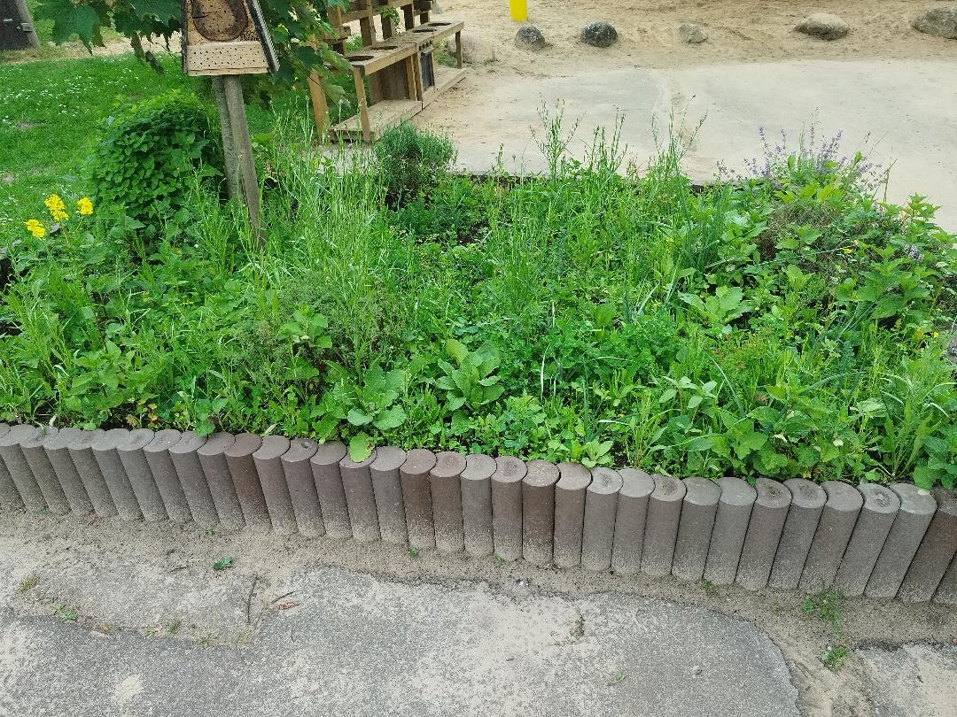 Gestaltung Blumenwiese