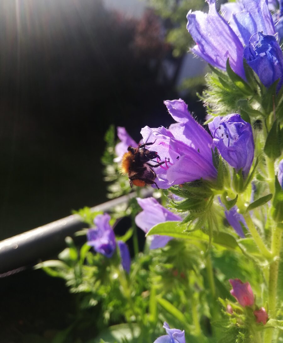 Balkon-Experimente-Sommer
