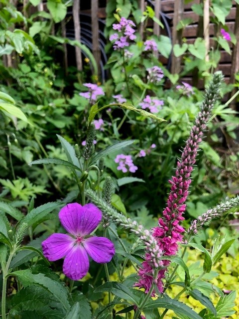Von der Landebahn zum Landeplatz für Wildbienen und co.