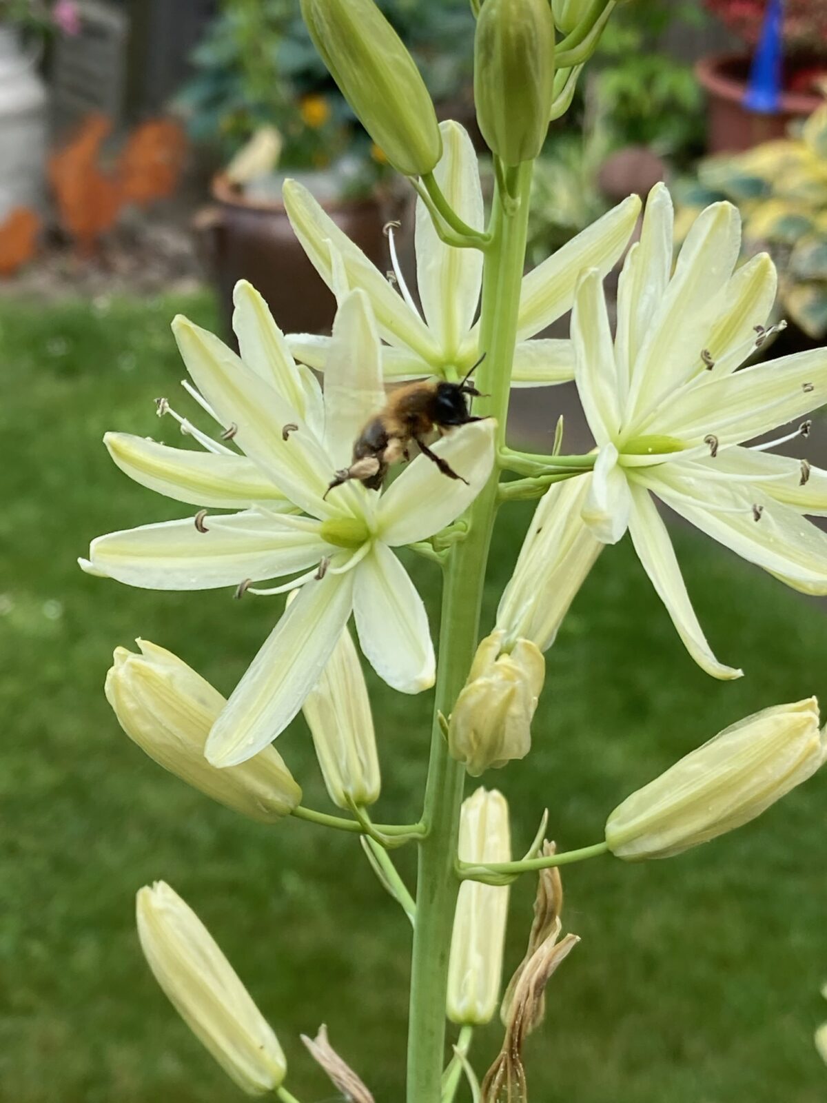 Bienenfreude