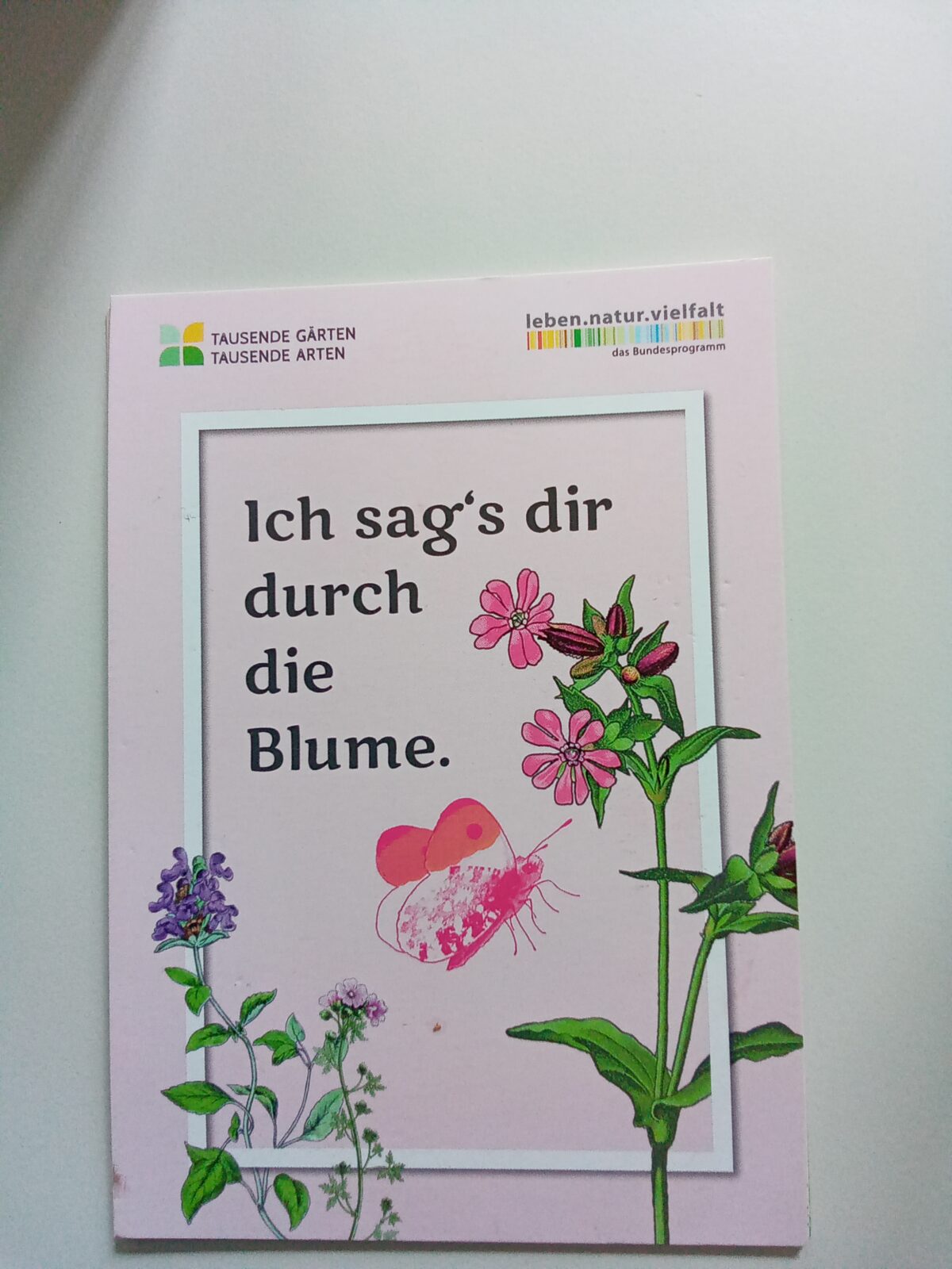 Gänseblümchen
