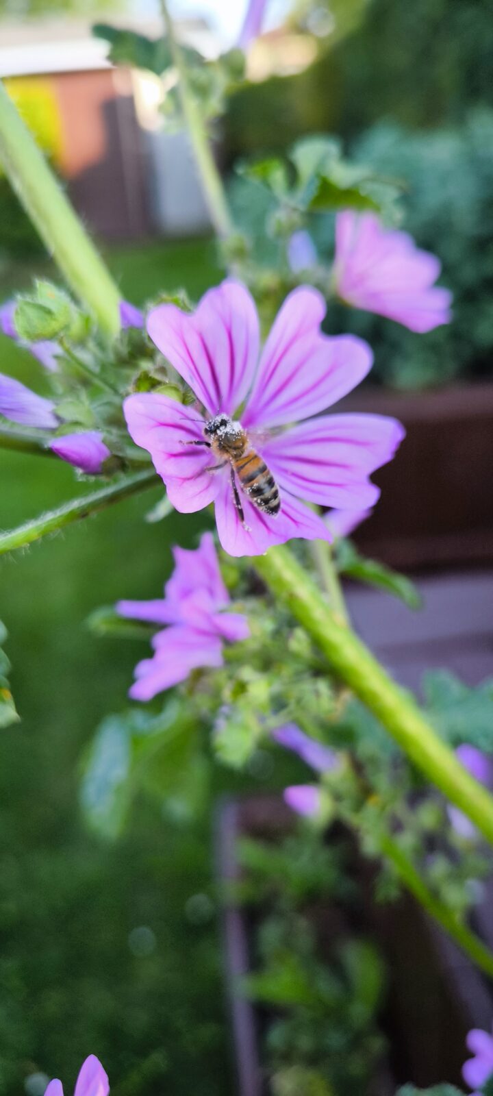 Insektentankstelle im Kleingartenverein