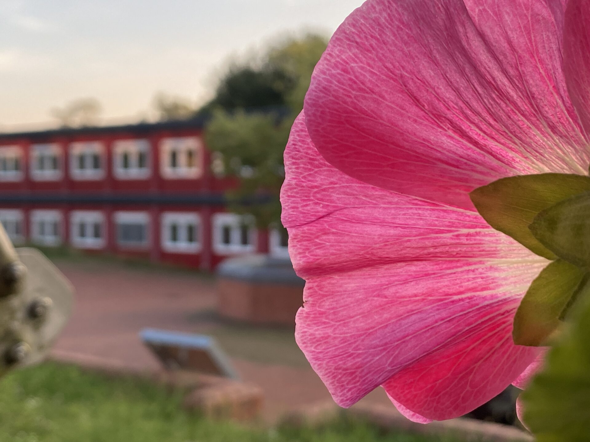 Die IGS Bovenden blüht auf III
