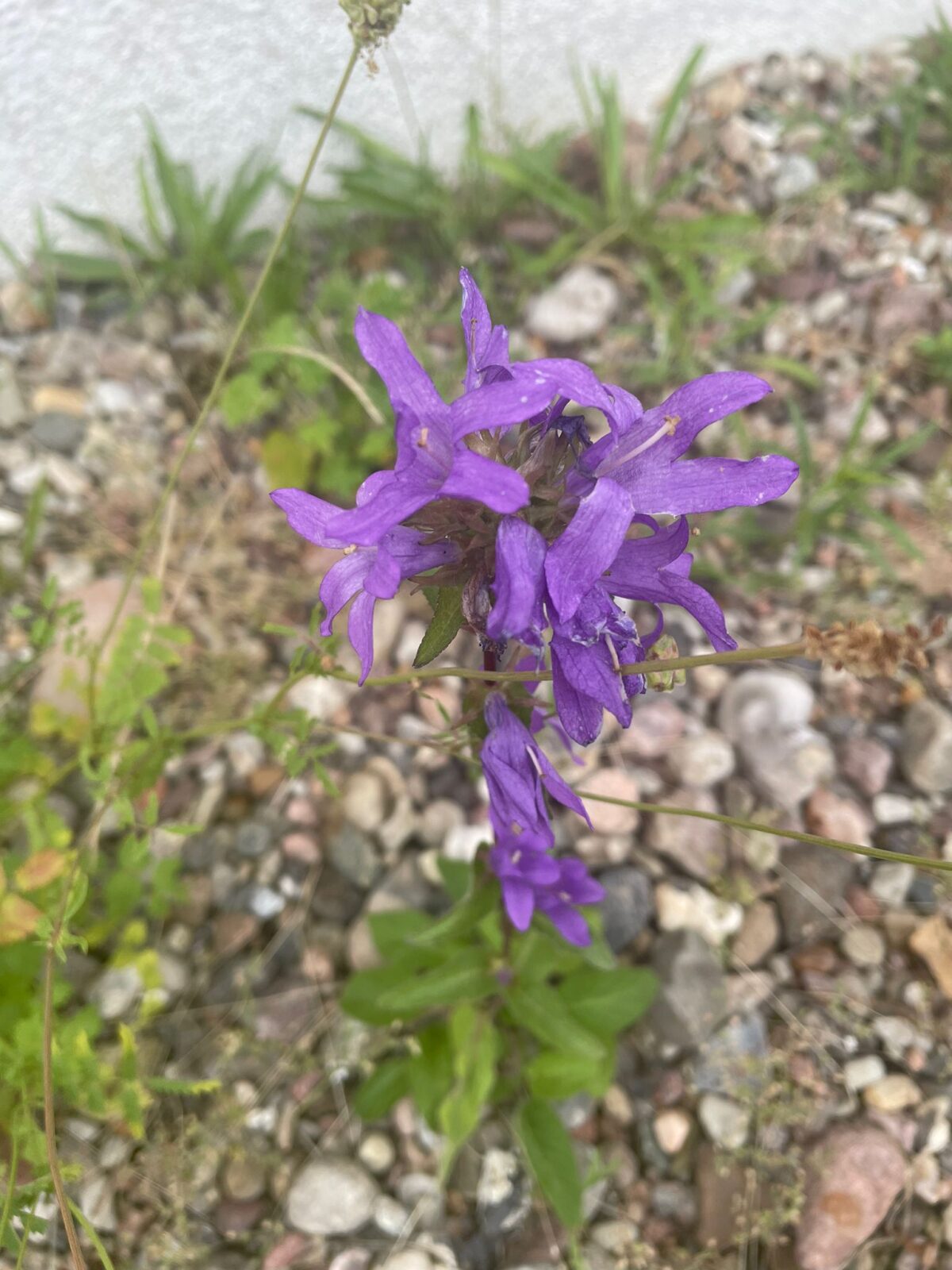 Naturnahe Flächen auf den BSR-Liegenschaften