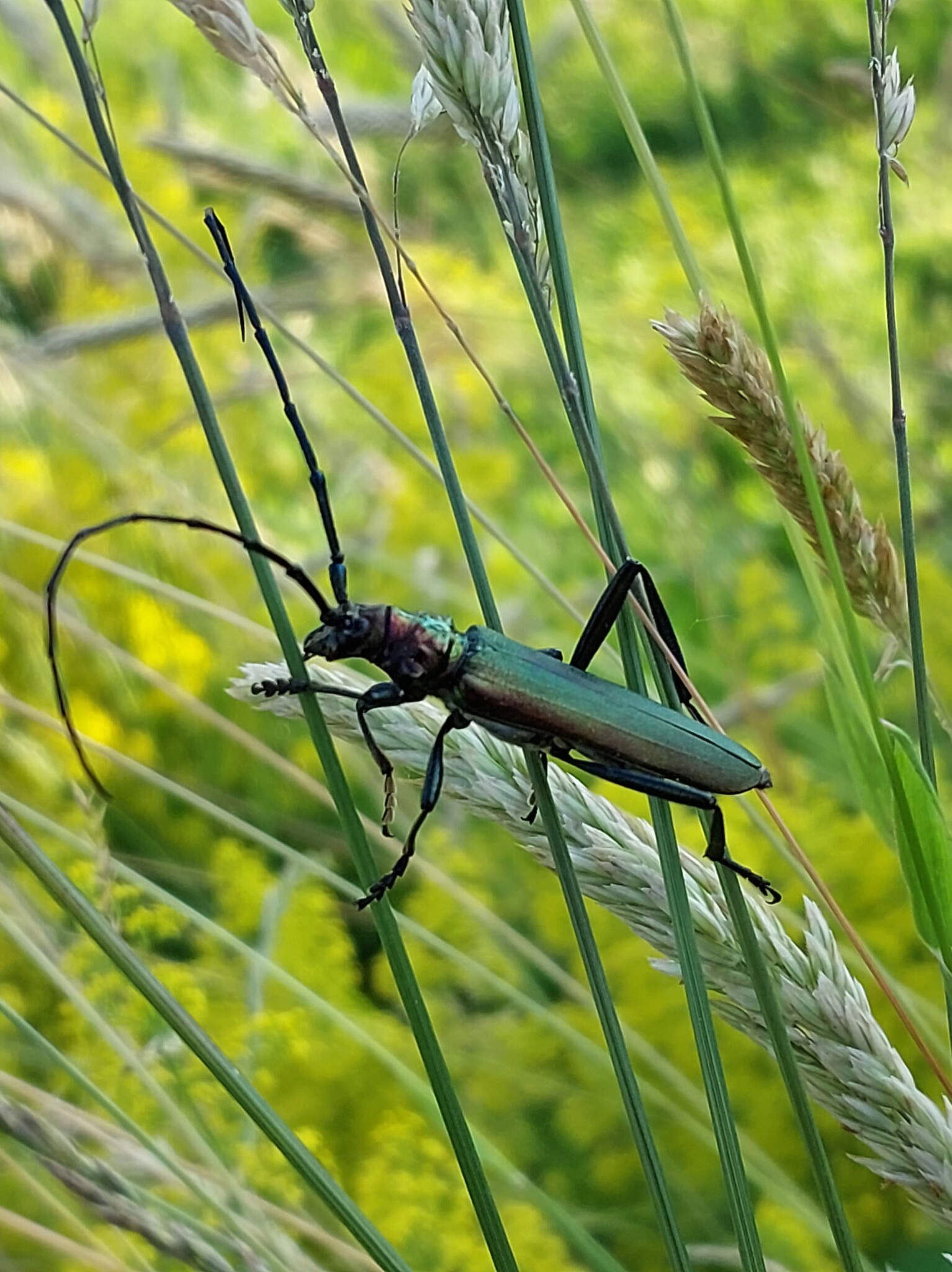 Insektenparadies in Hanglage