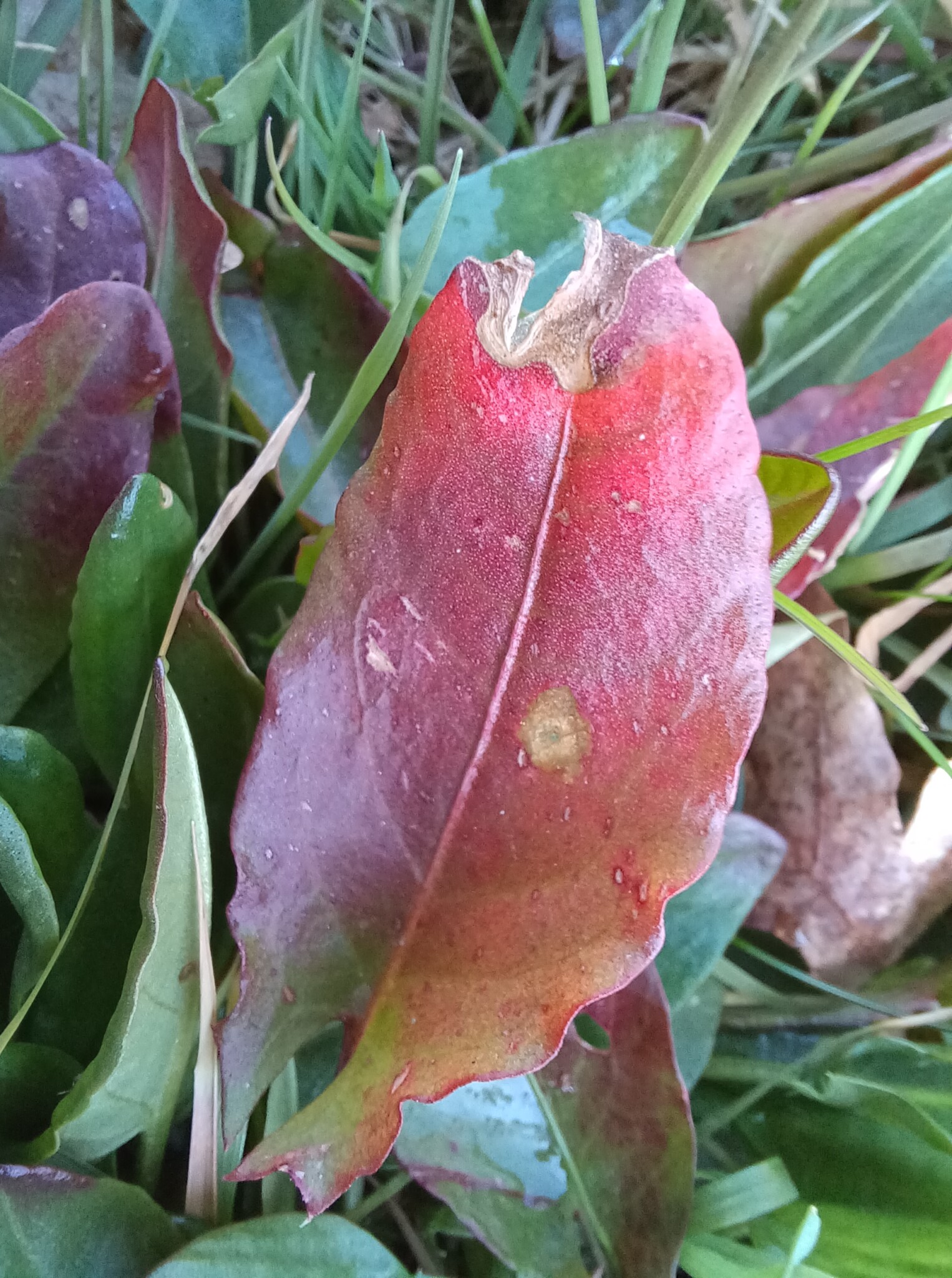 Wir werden Kräuterkenner