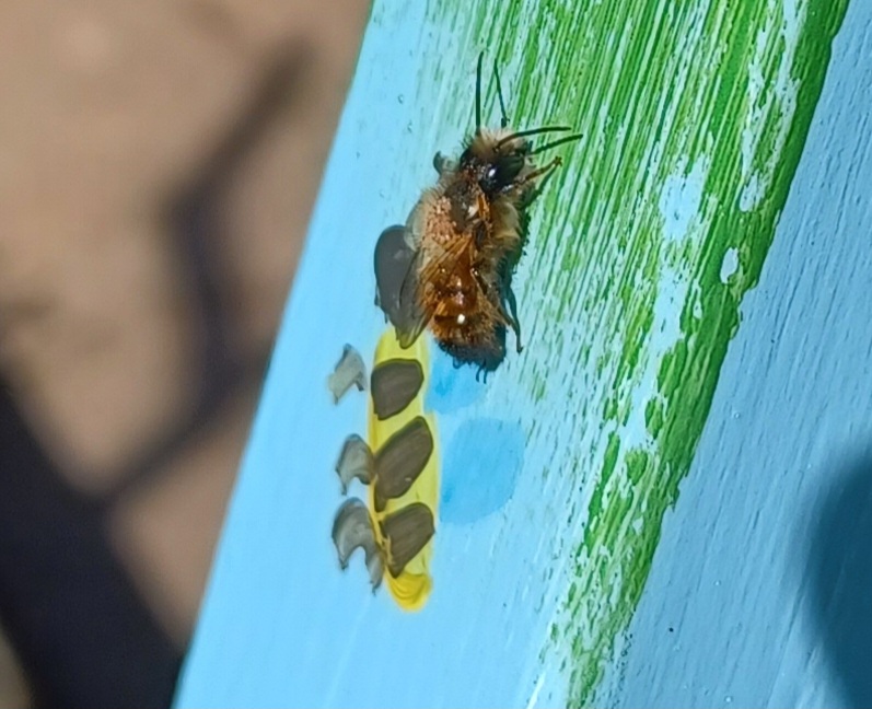 Lehm Giersch Beet wird Sand Pflanzen Paradies