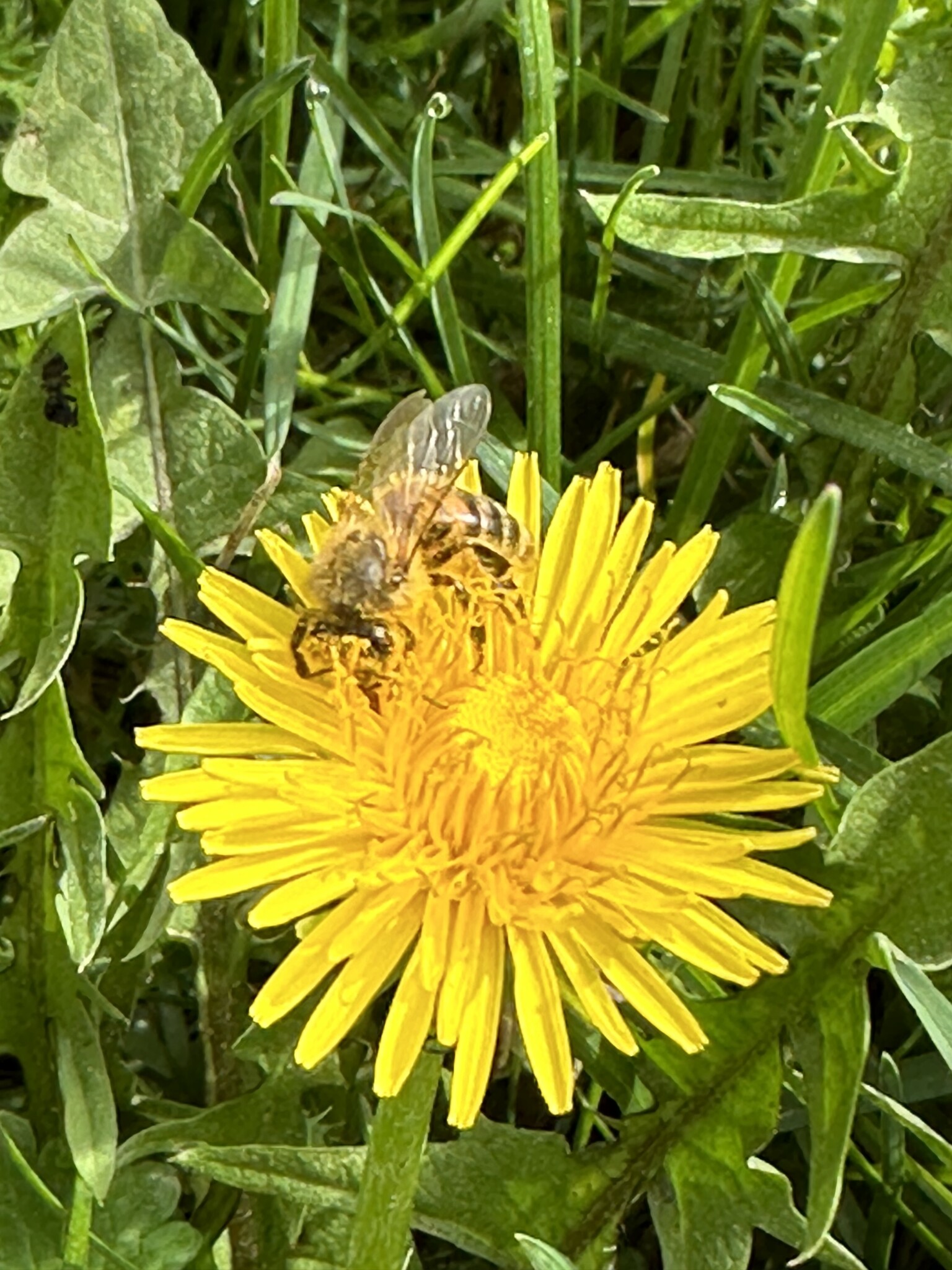 Das summende grüne Klassenzimmer bekommt Zuwachs
