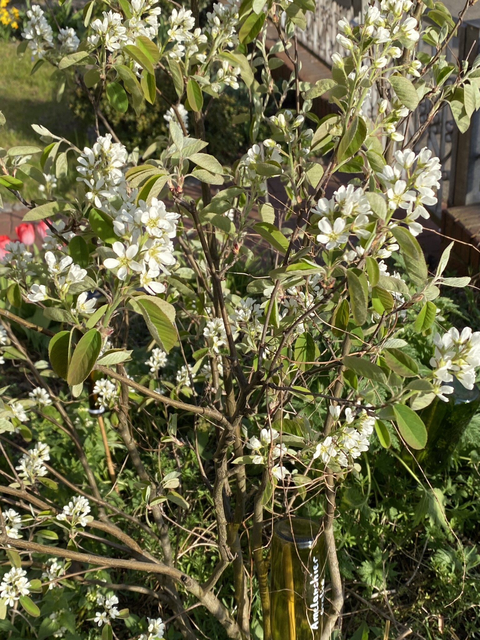 Naturgarten in der Stadt