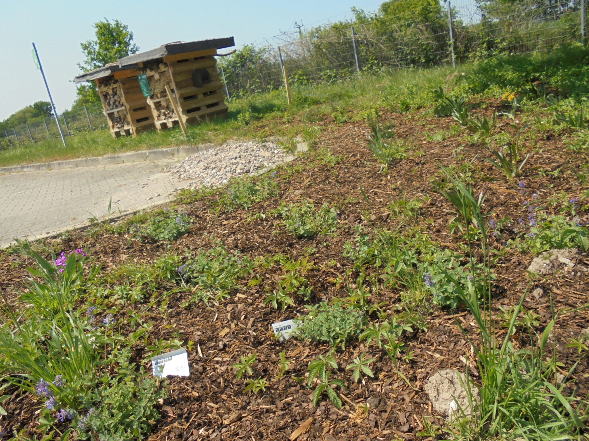 Gemeinsam für mehr Biodiversität auf Firmenflächen – Unsere 100 m² Projektfläche bei der Dietz GmbH lebt auf !