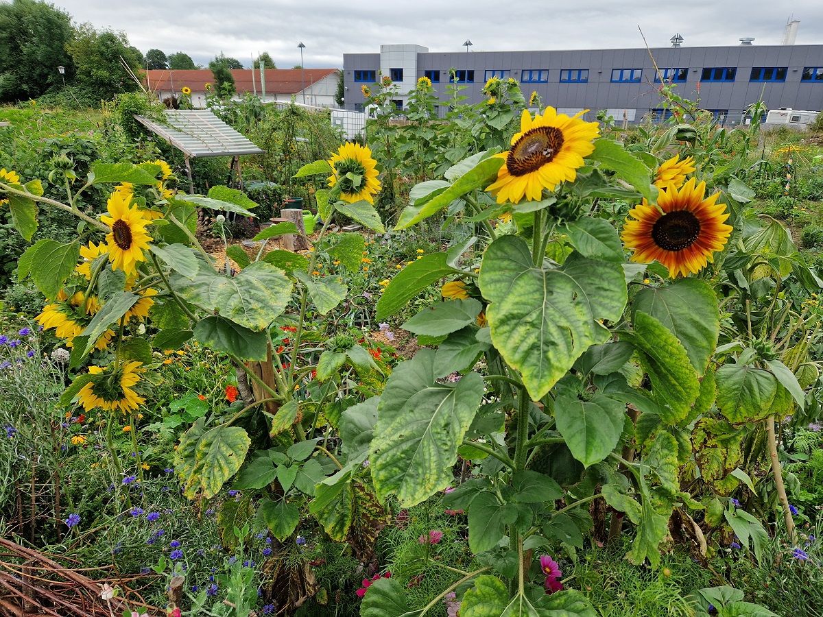 Unser großer Gemeinschaftsgarten im Gewerbegebiet Prien wird wieder bepflanzt
