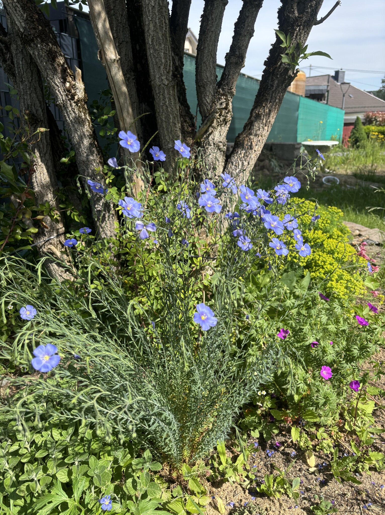 Wildstaudenliebe- Gemeinsam für die Arterhaltung