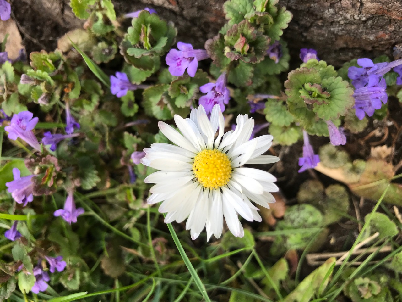 Unser Biotop in der KGA Treptow's Ruh e.V.