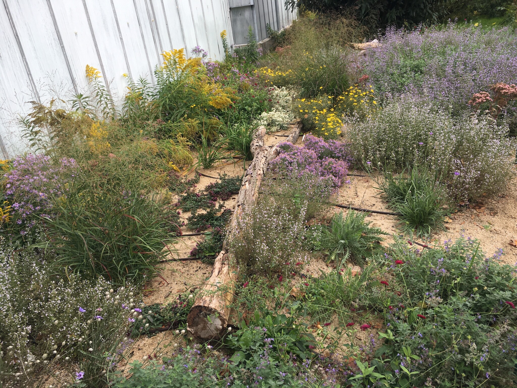 Naturnahe Gartengestaltung des Schulgartens
