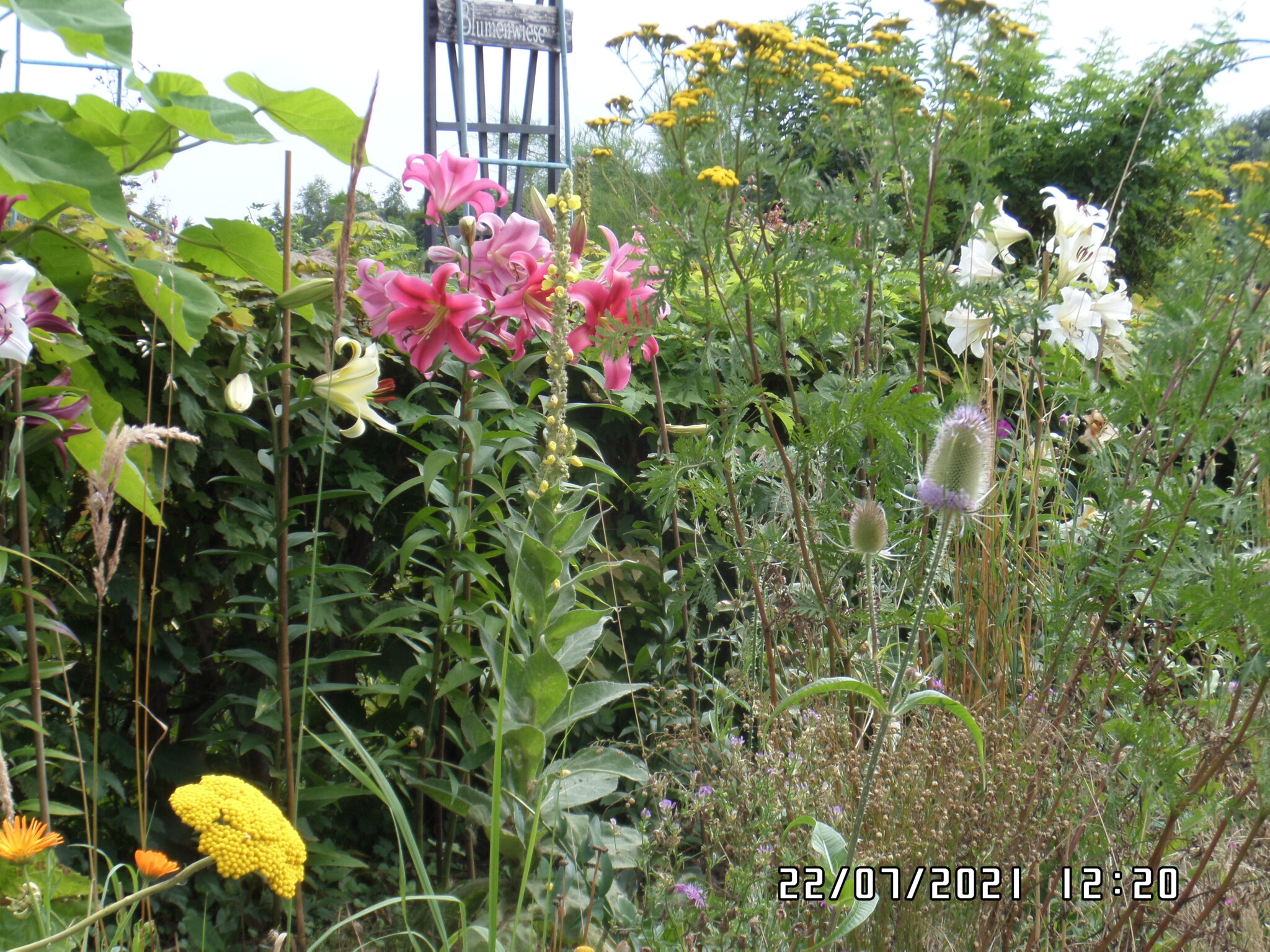Blumenwiese auf ehemaliger Brachfläche