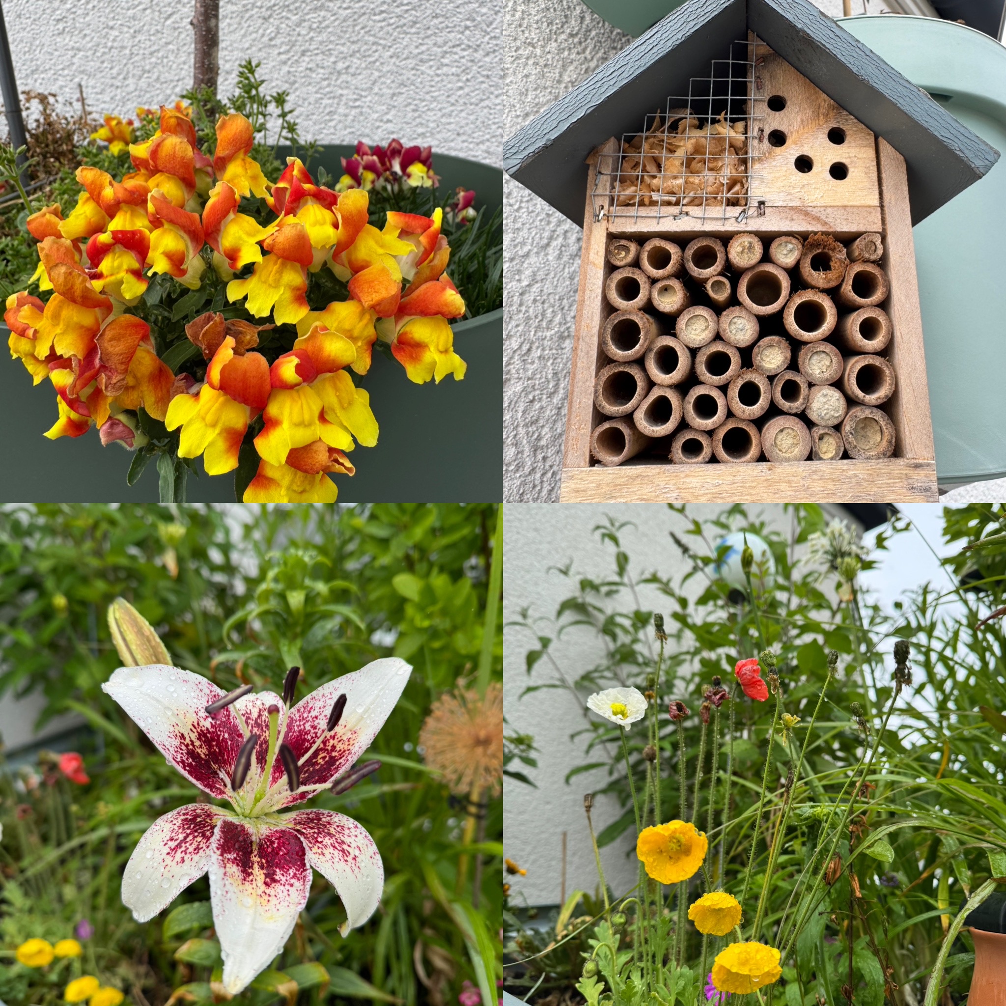 Von einer einfachen Dachterrasse zu einem Blumenparadies in Soest