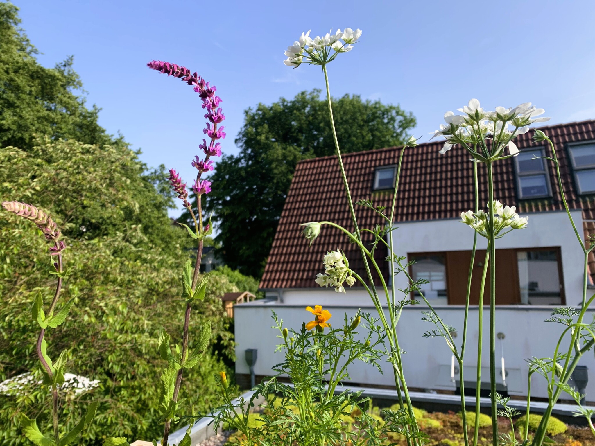 Dachterrasse erwacht zum Leben