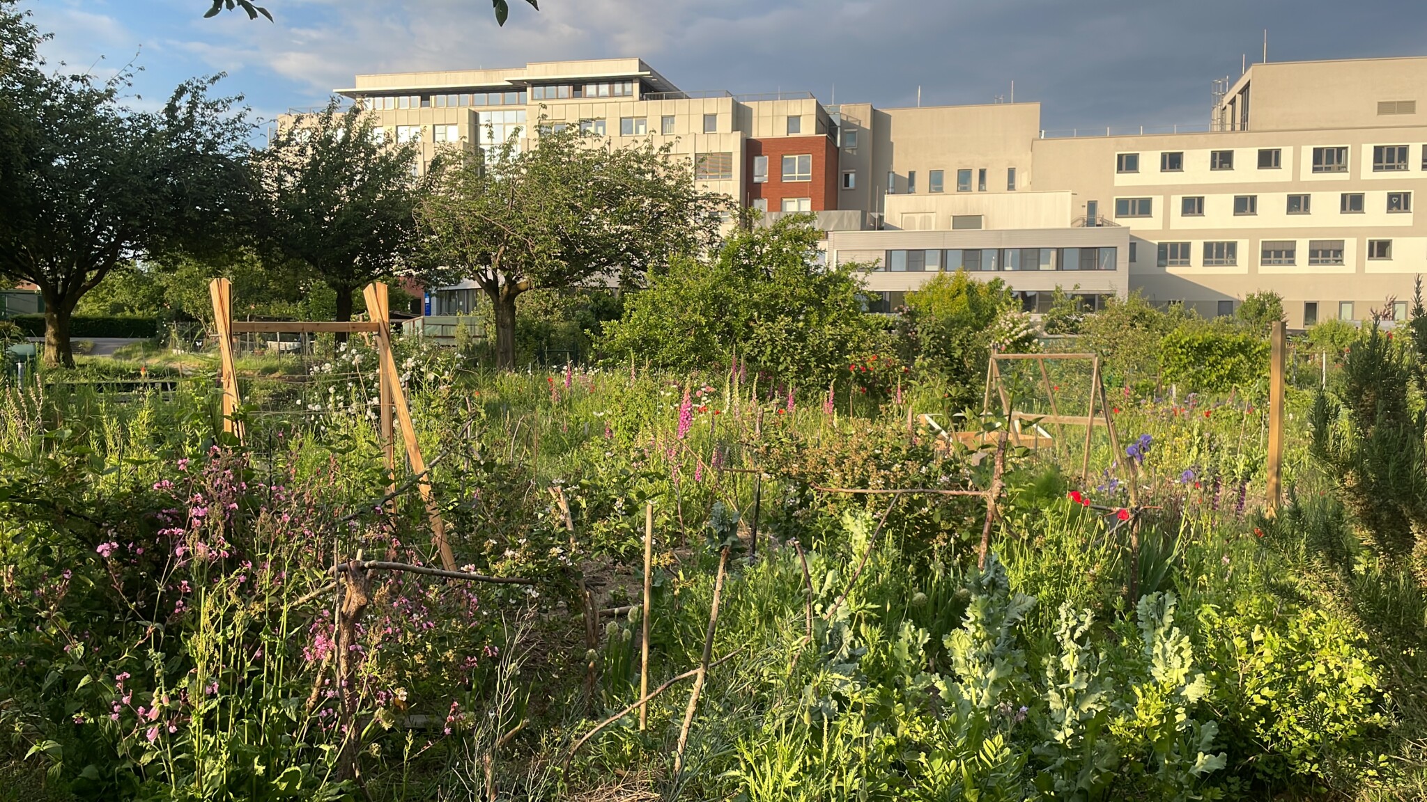Mutig sein! Blühwiesen in Kleingärten.