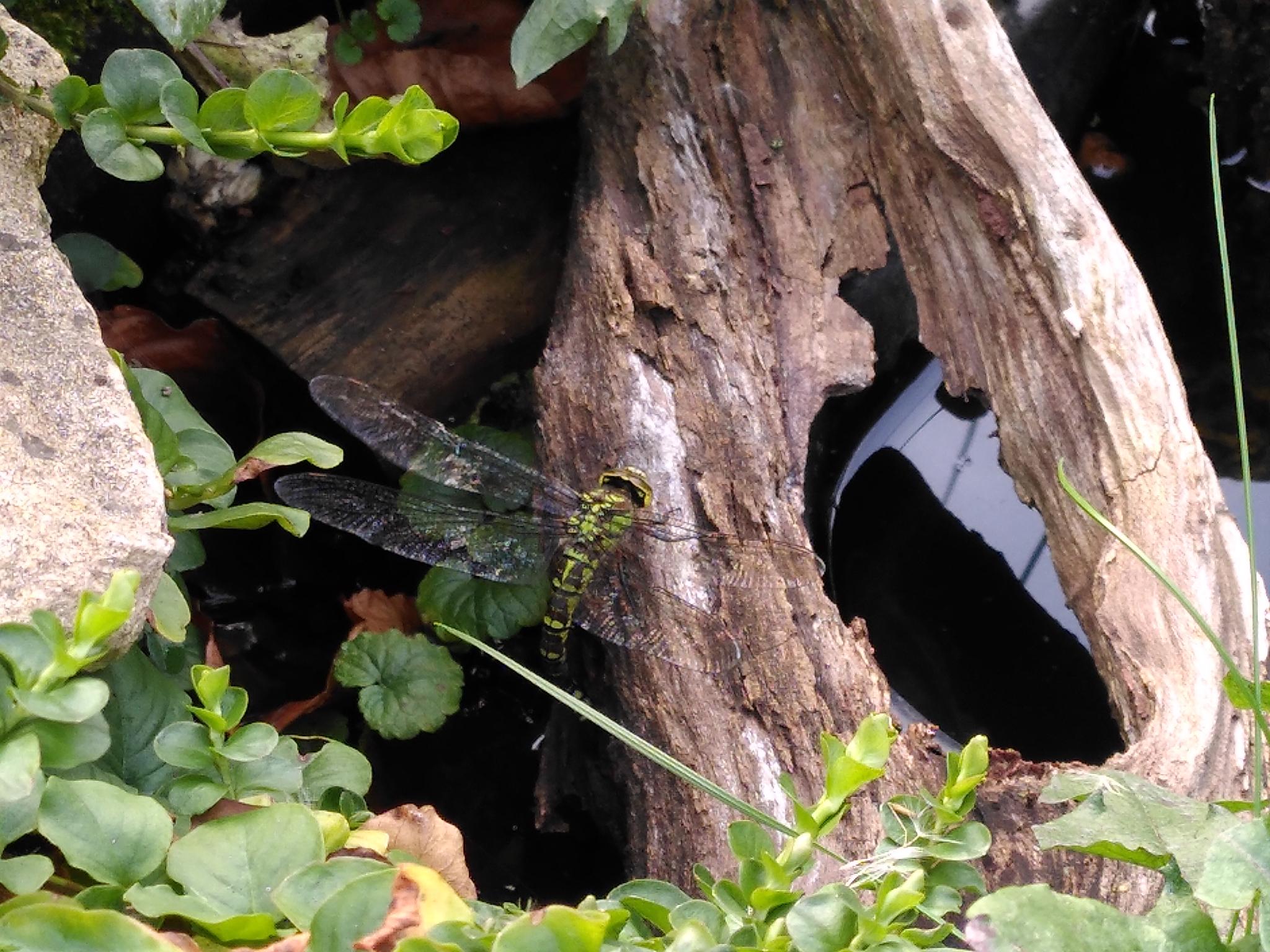 Großer Naturgarten mit einheimischen Sträuchern und Bäumen in Rüthen