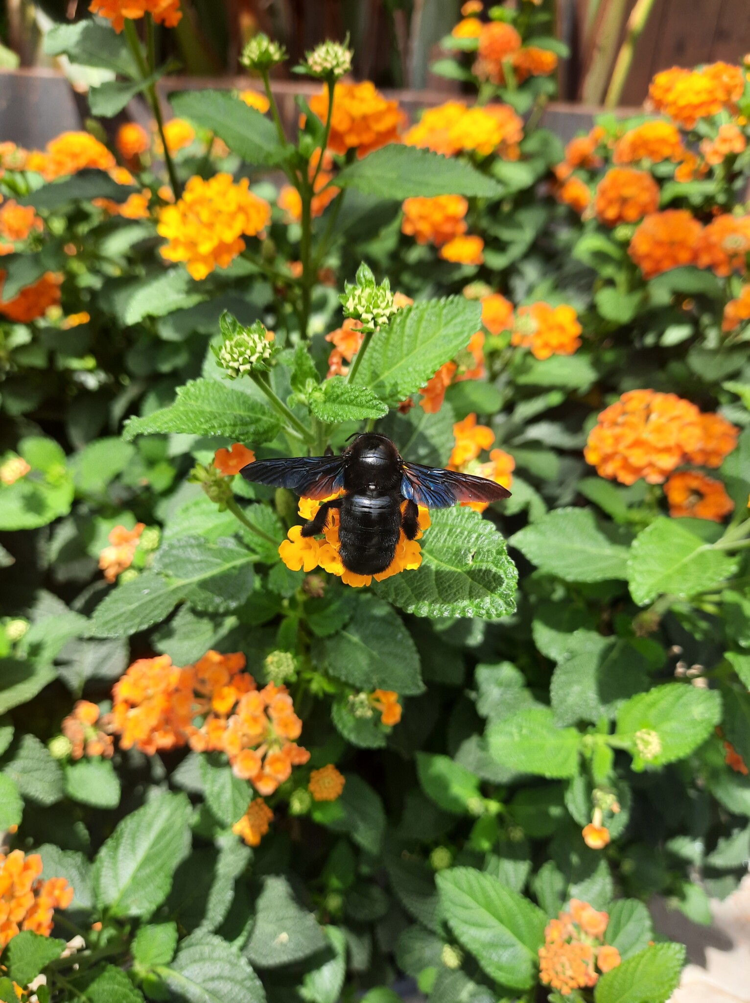 Rikki`s Insektengarten