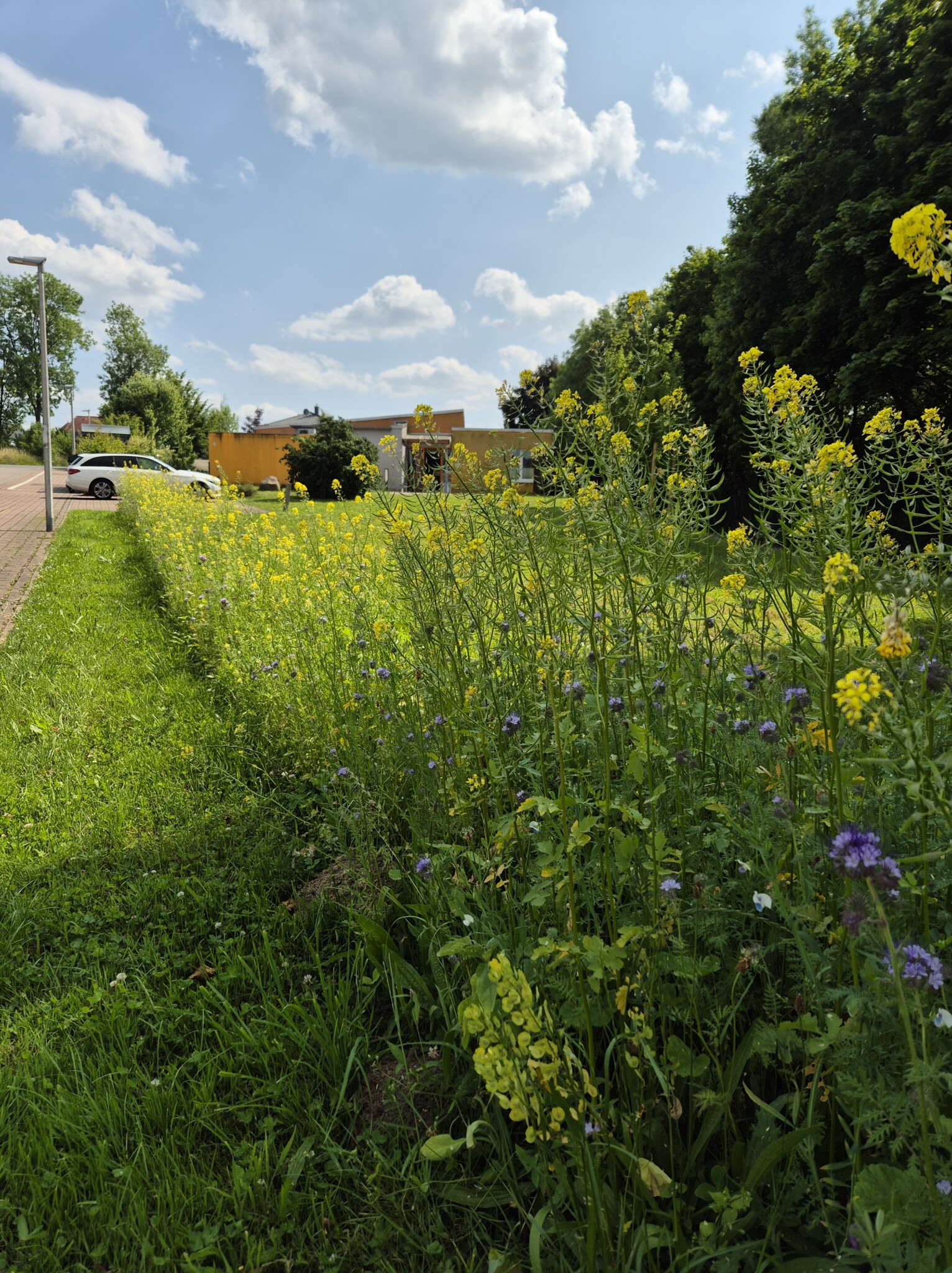 Die Bepflanzung eines Blühstreifens by „Plant for Land®“
