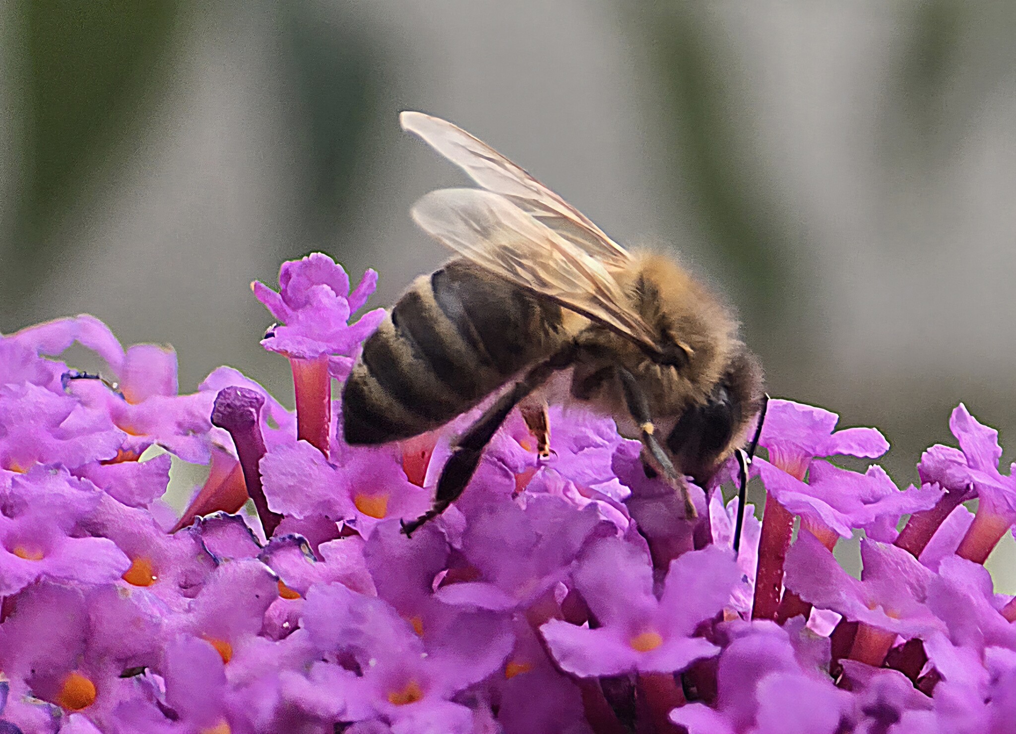 Landhausgarten für Wildbienen