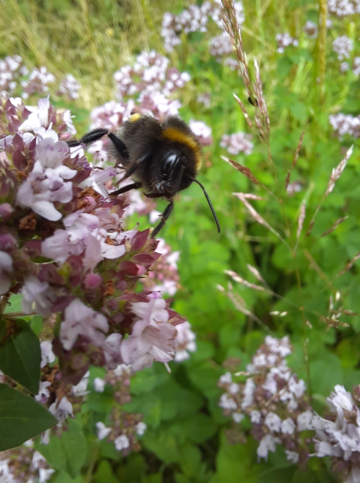 Hummeln im Wilden Oregano