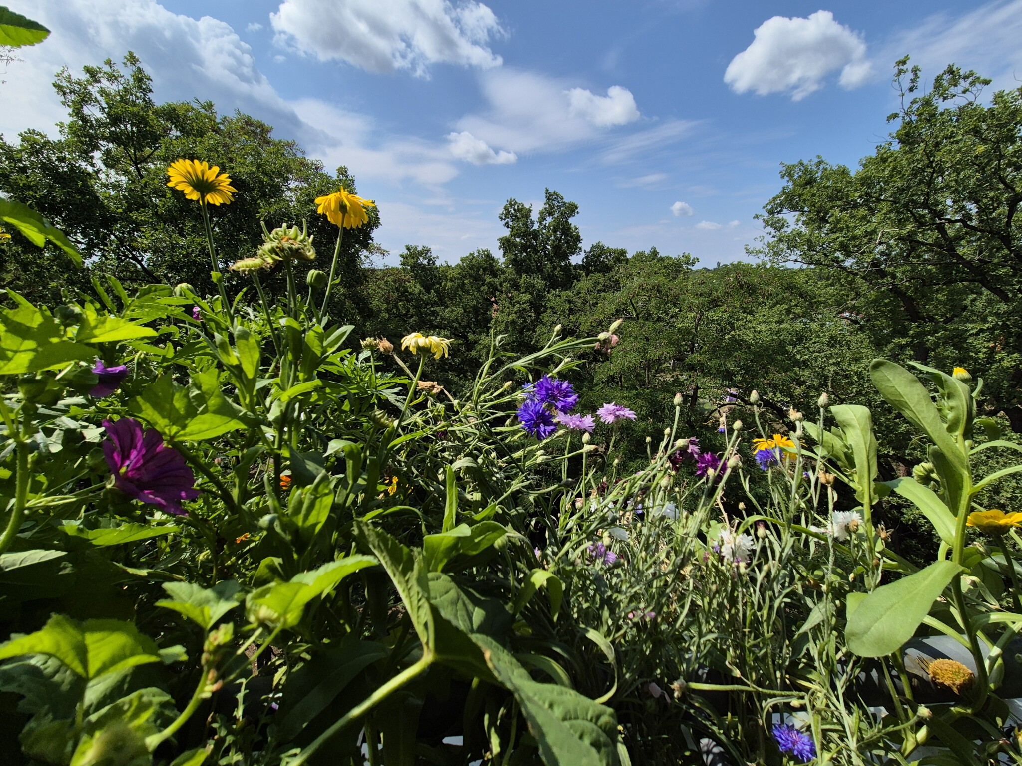 Wildes Balkonien 2025