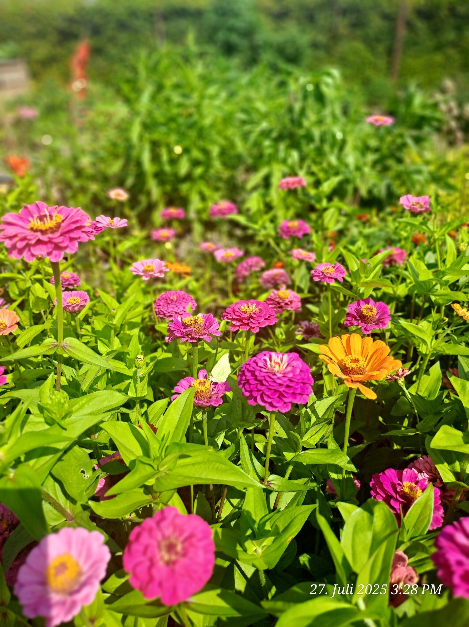 Blühender Hausgarten