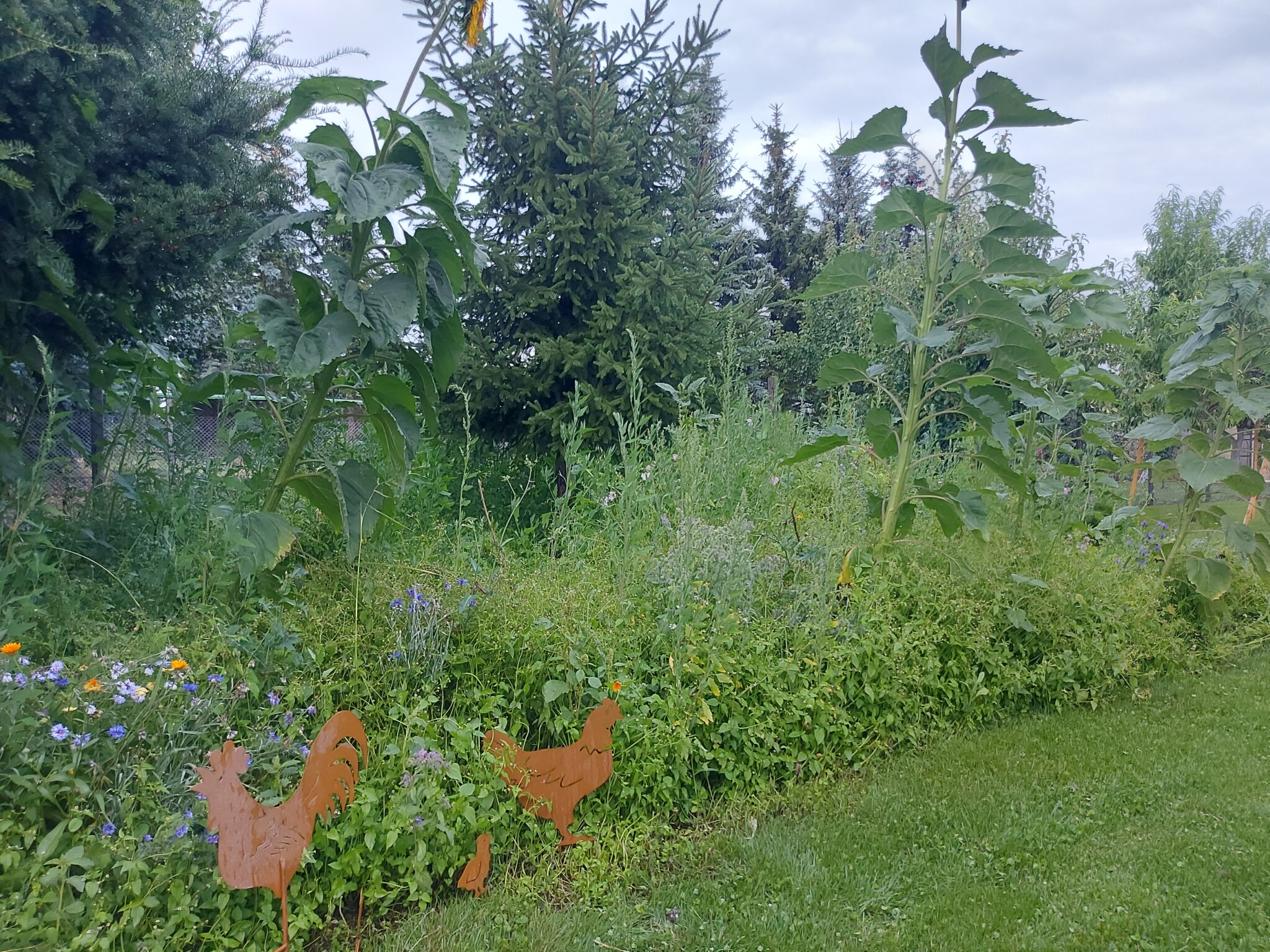 Meine Insekten- und Vogelwiese