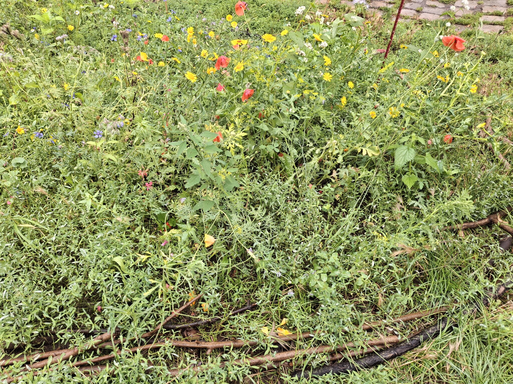 Wildblumenwiese auf dem Karl-August-Platz in Berlin-Charlottenburg