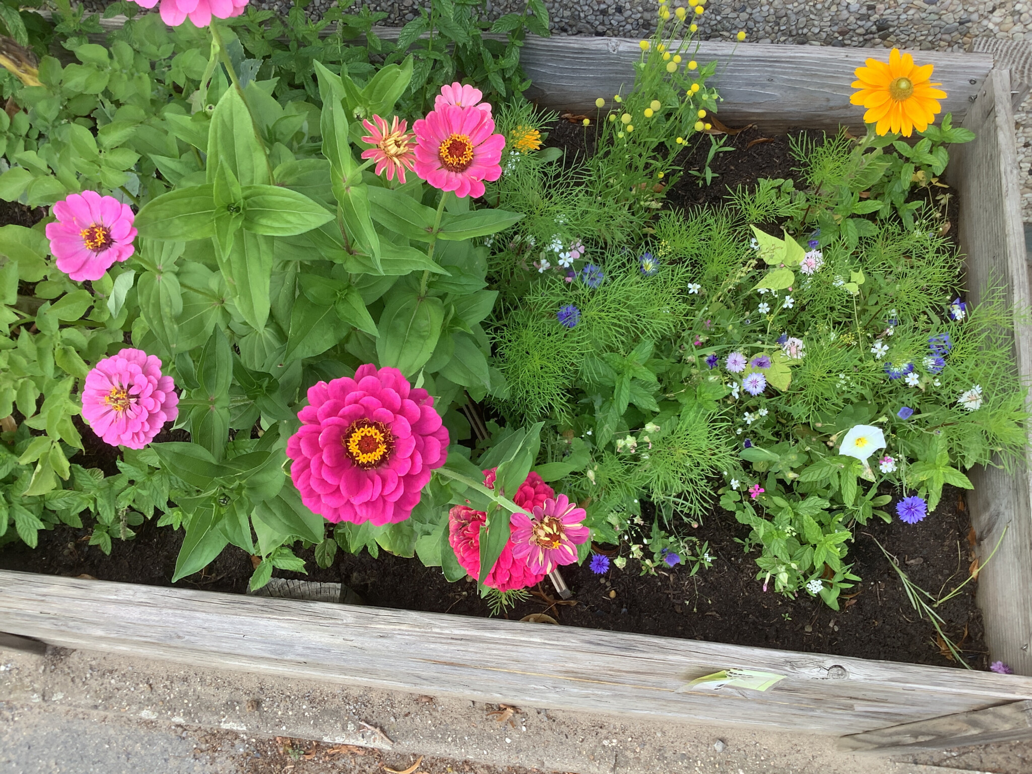 Es ist angerichtet! – Bienenbuffets der Clemensschule