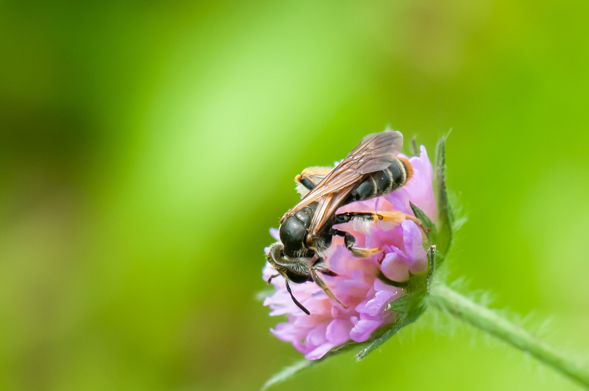 Ein Blaues Band für die Knautien – Sandbiene