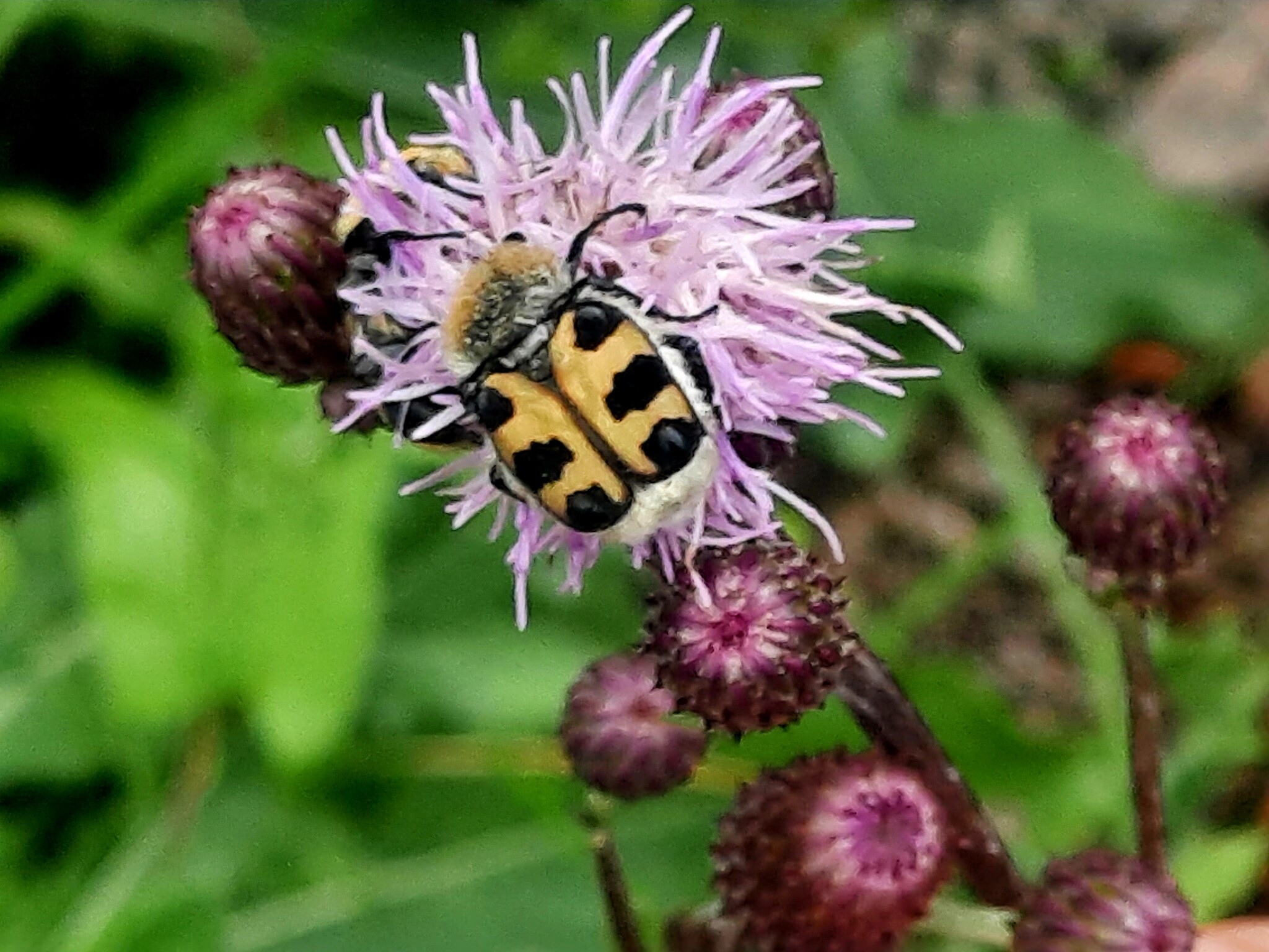 Schulgarten-AG 25.Grundschule – Die Spatenakrobaten