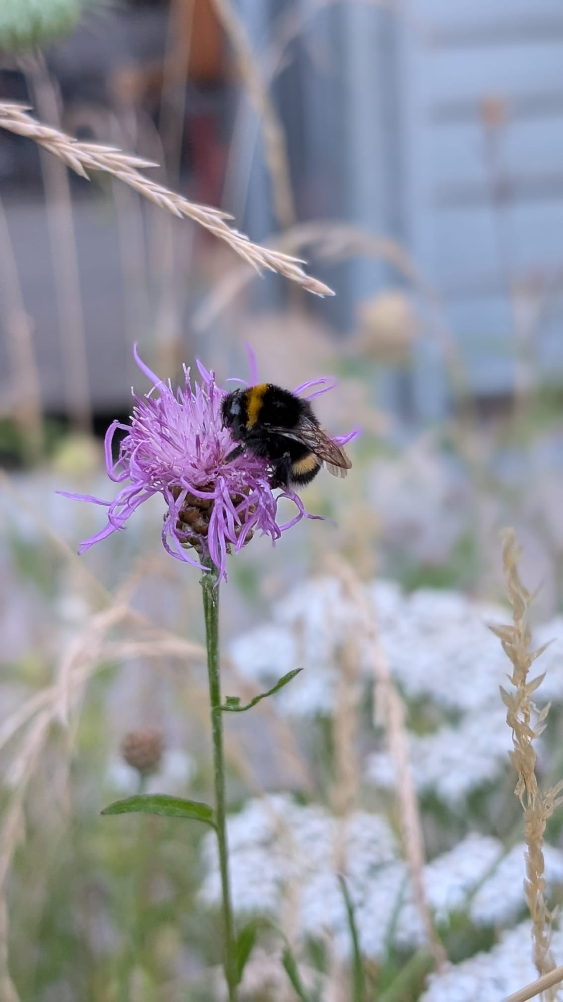 Laubendorf Düsseldorf – von der Baustelle zum blühenden Paradies