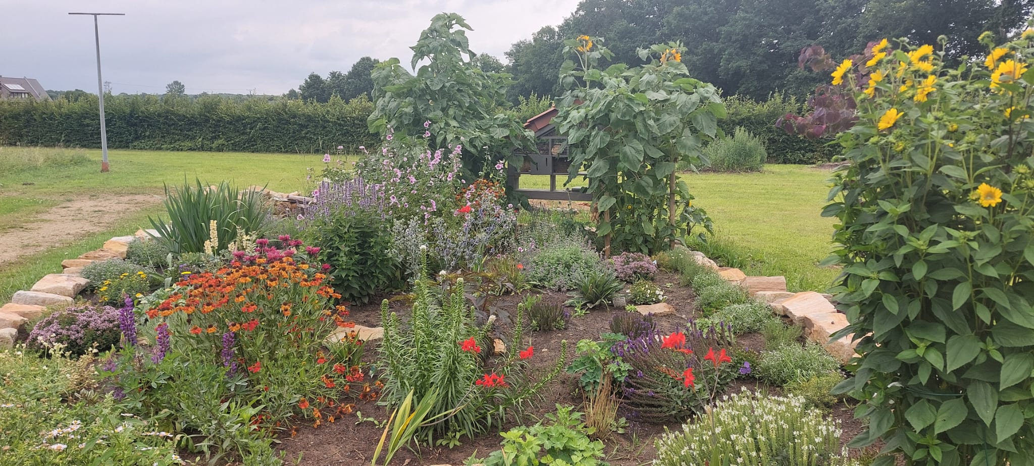 Staudenbeet im Bürgergarten Mettingen
