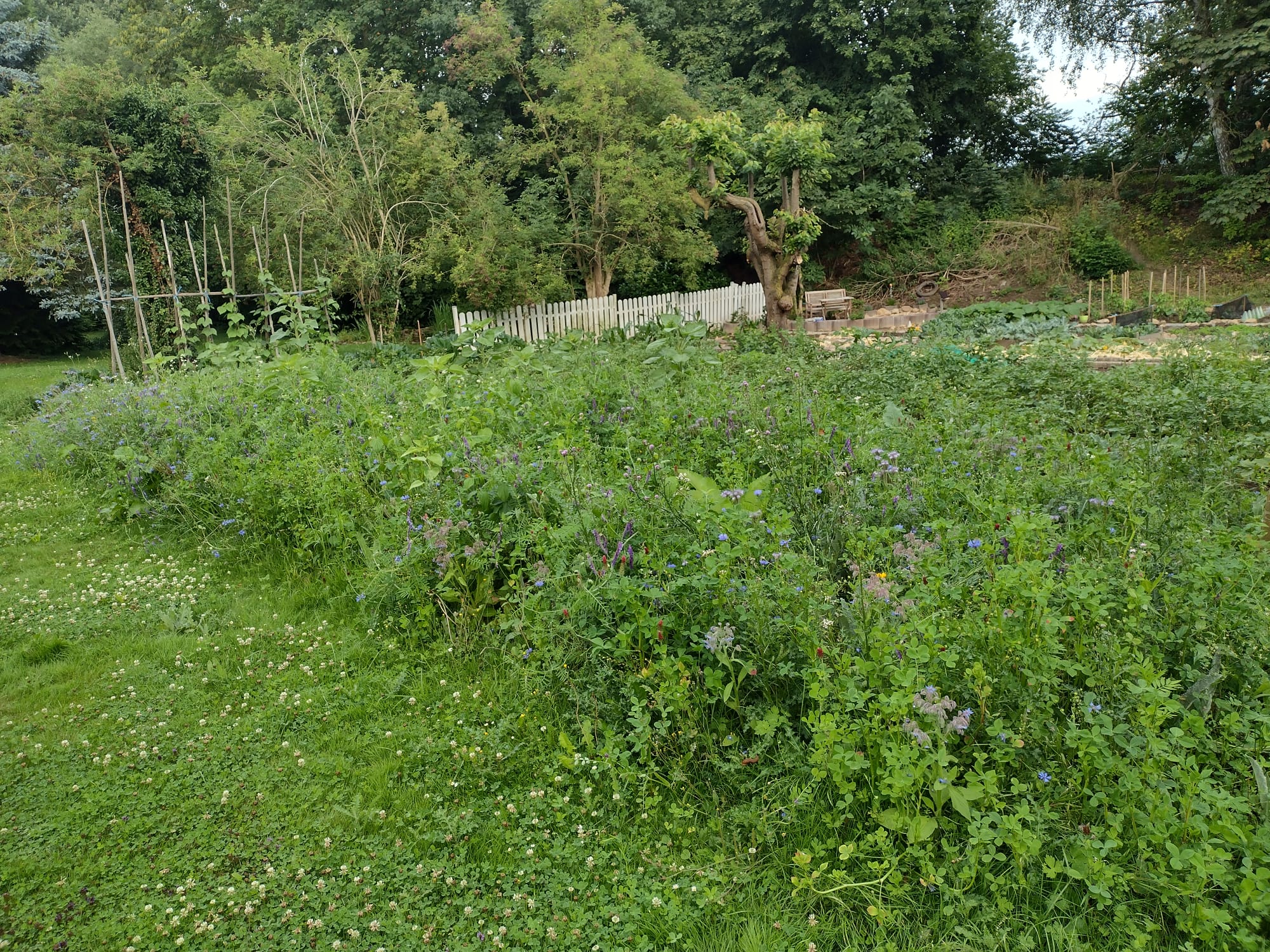 Gemeinschaftsgarten des Heimatvereins Dissen e.V.