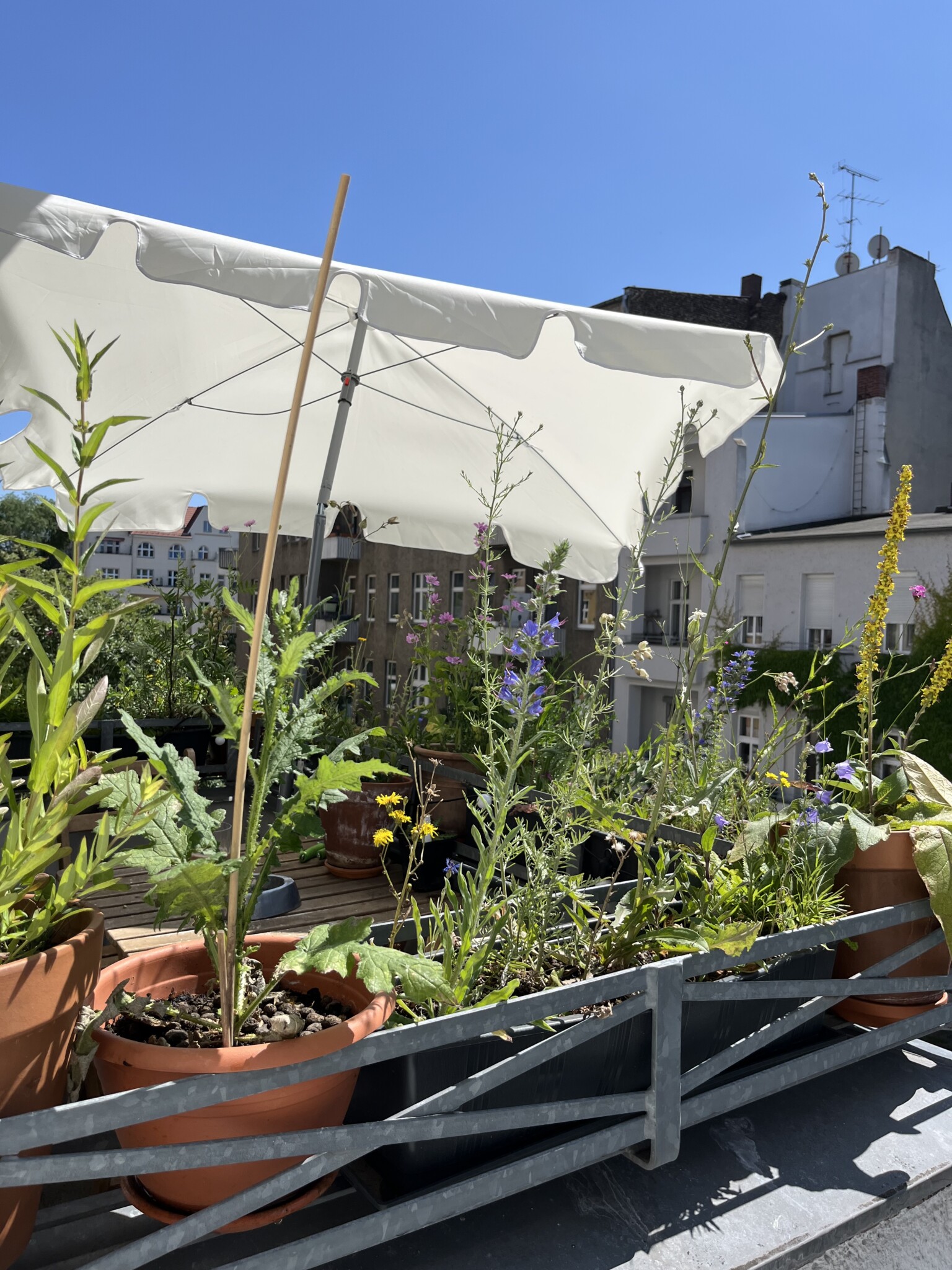 Kleiner Wildblumen-Balkon