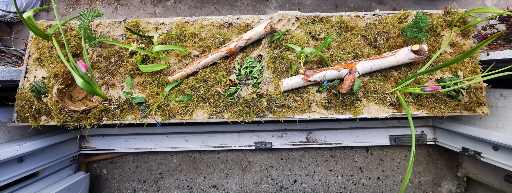 Grünes Fensterbrett