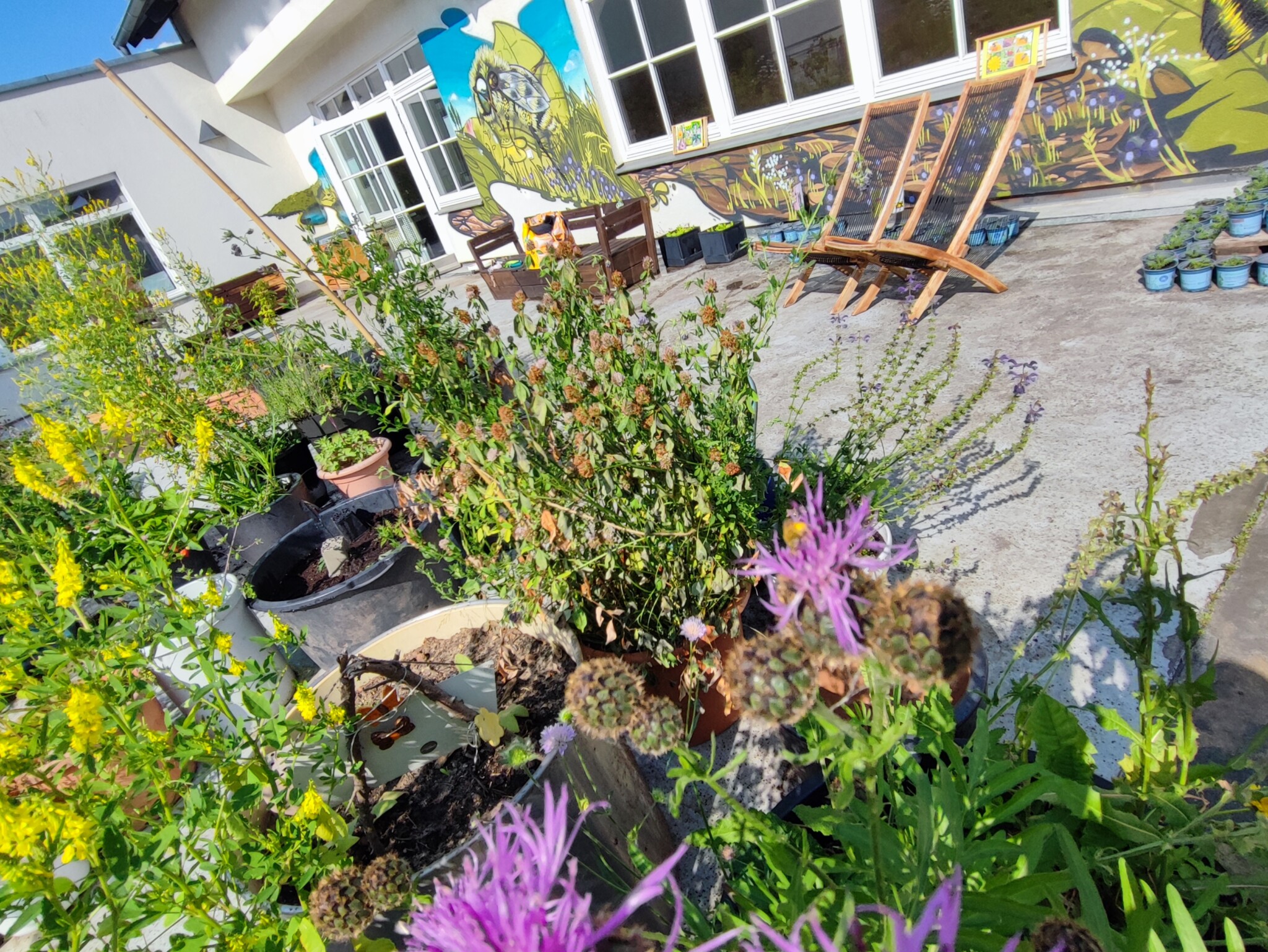 Wild und bunt – unser Pappelhof summt