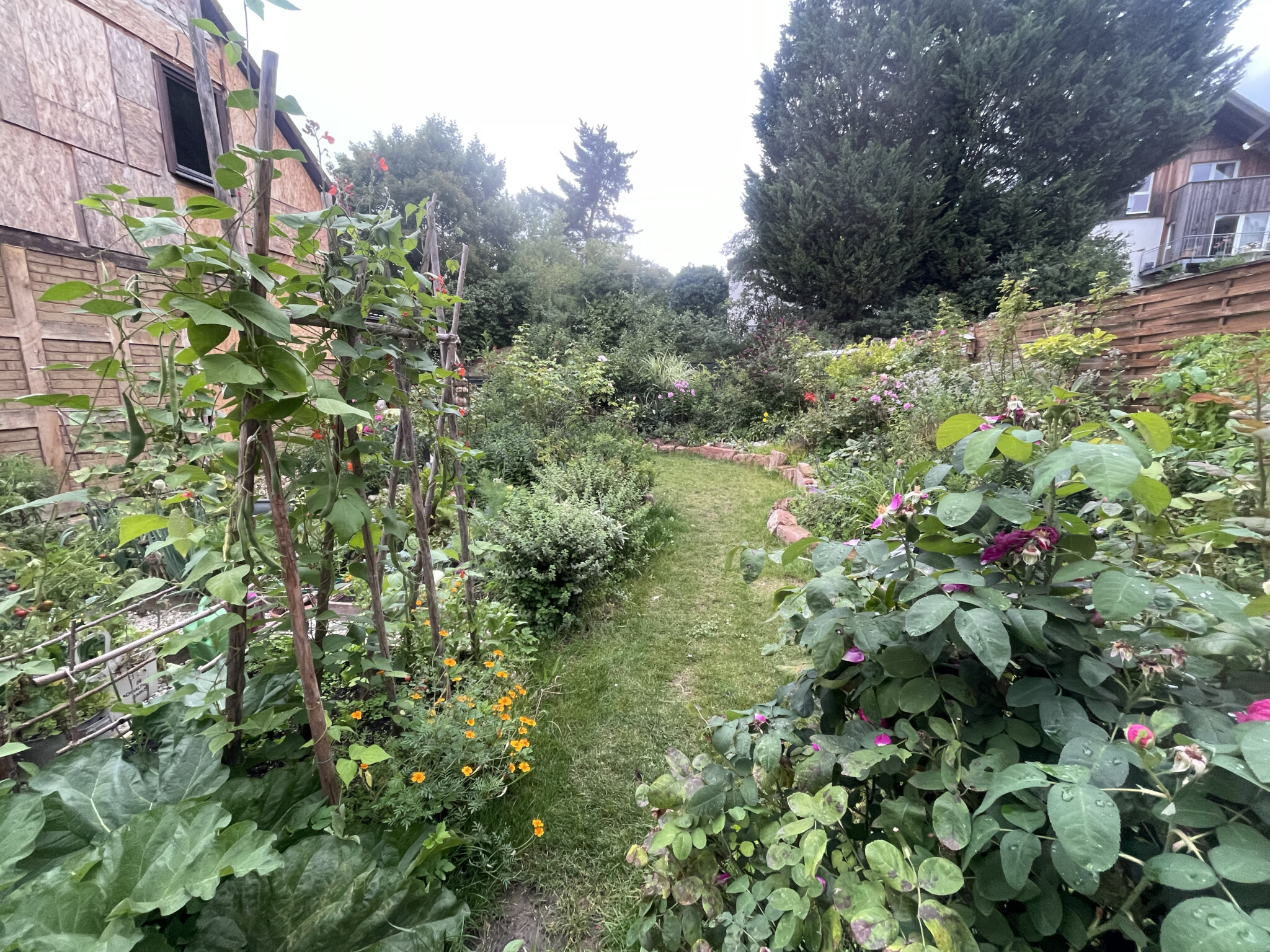 Aus Beton und bisschen Rasen wird wieder ein kleines Natur-Paradies 🥰🐸🪲🕷️🐞🐛🦟🦋