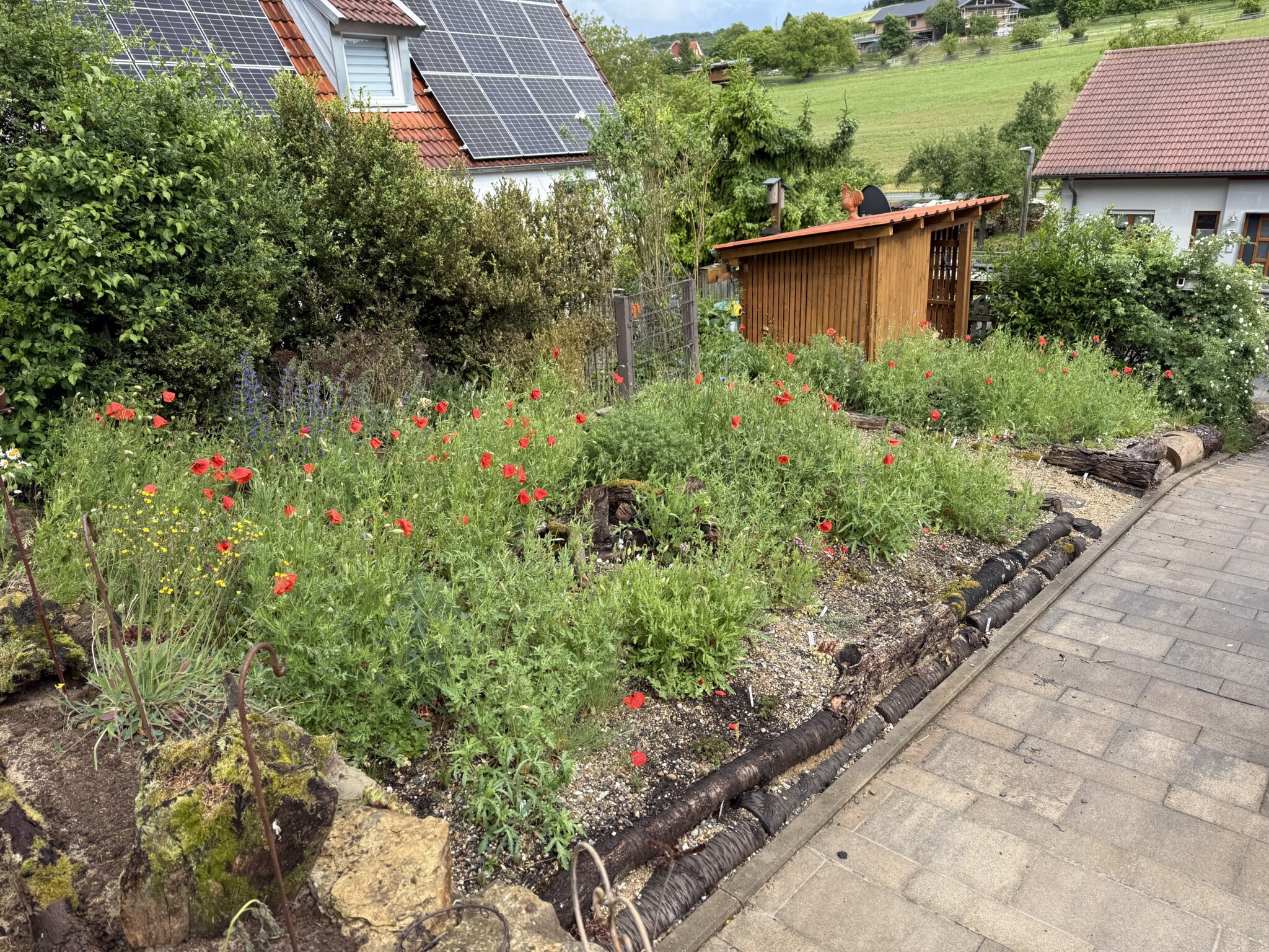 Umgestaltung zum Naturgarten: Gemeinsam für mehr Artenvielfalt