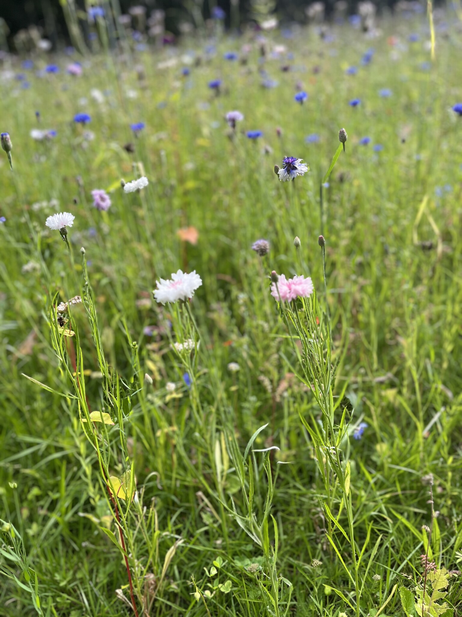 Blühwiese und Wildwiese in der Gemeinde Wasbek