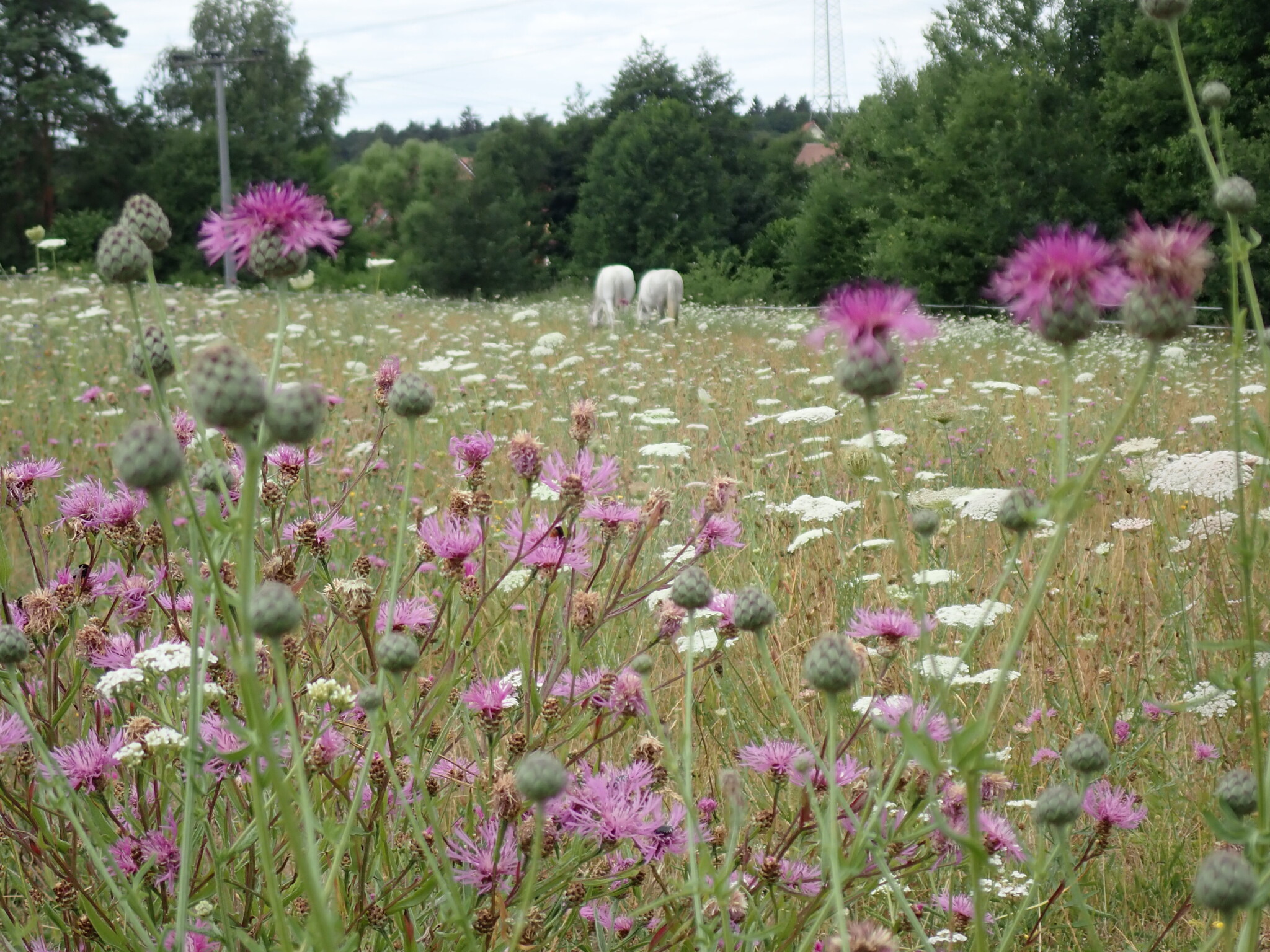 Chicas Weideparadies