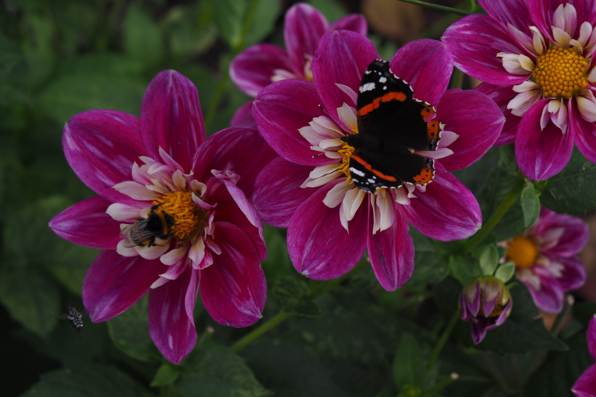 Lauter brummen als sie Aurobahn